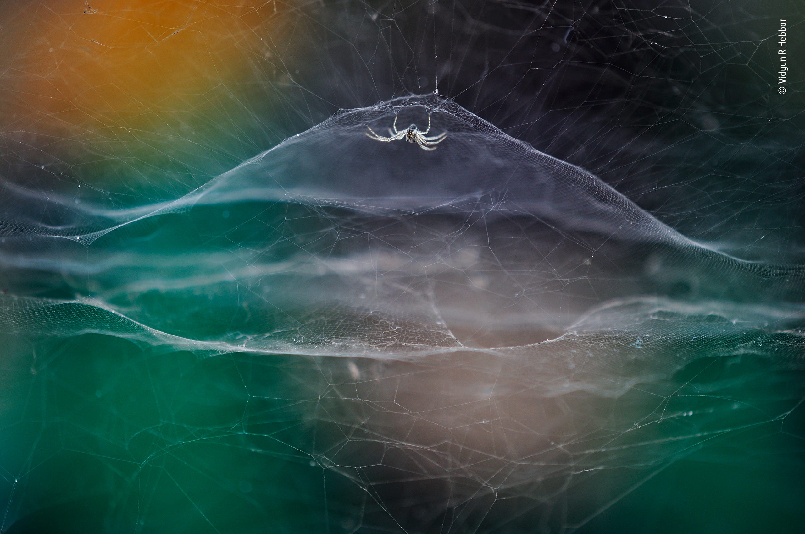 spider in web dome with colorful background