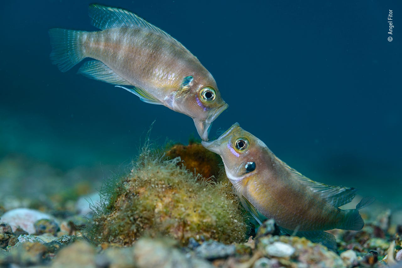 cichlid fish face off with mouths wide open