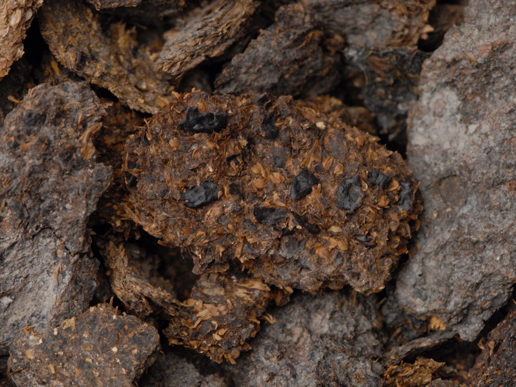 A 2,600 year old piece of feces is seen on some rocks.