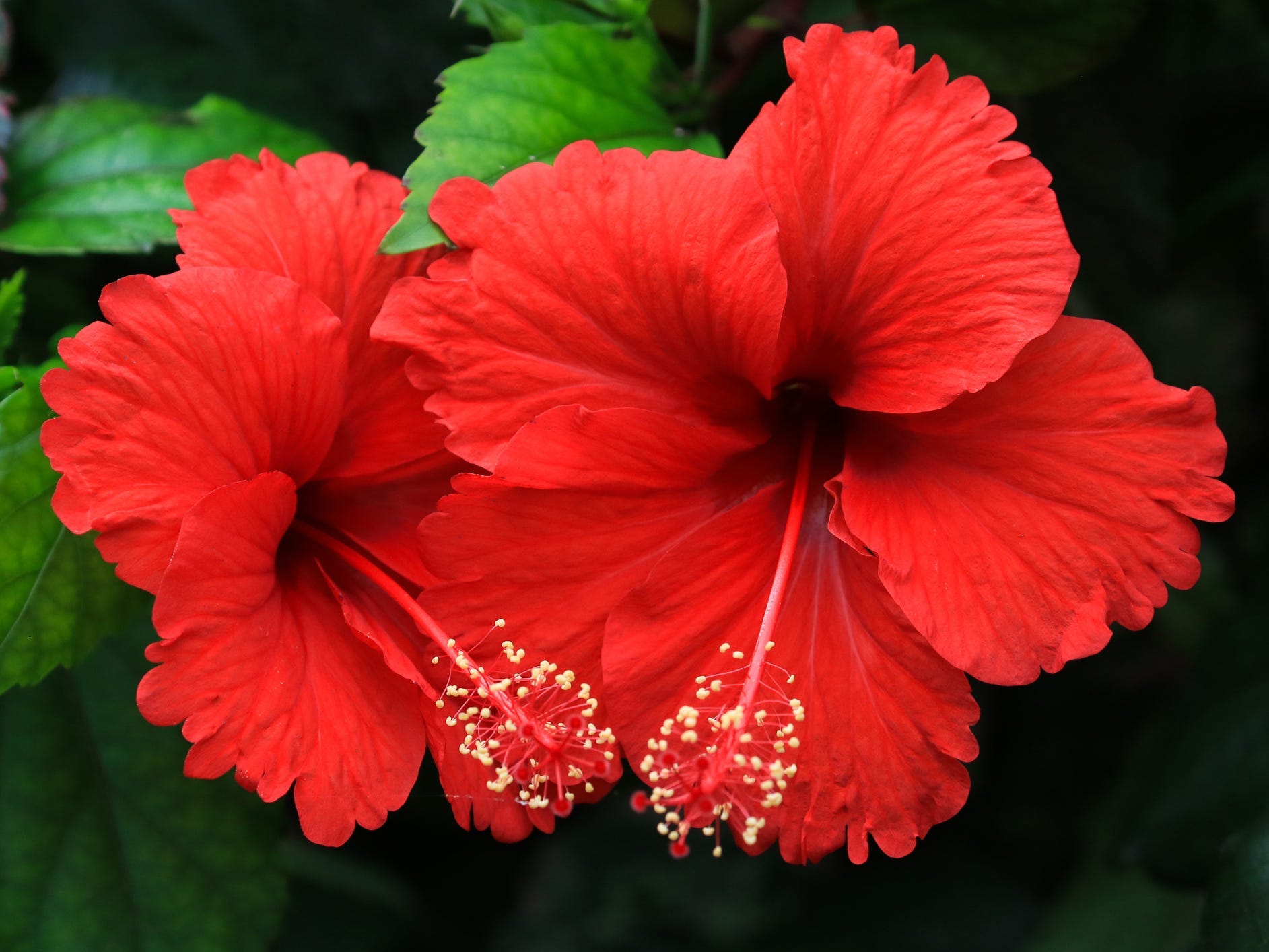 A pair of red hibiscus flowers.