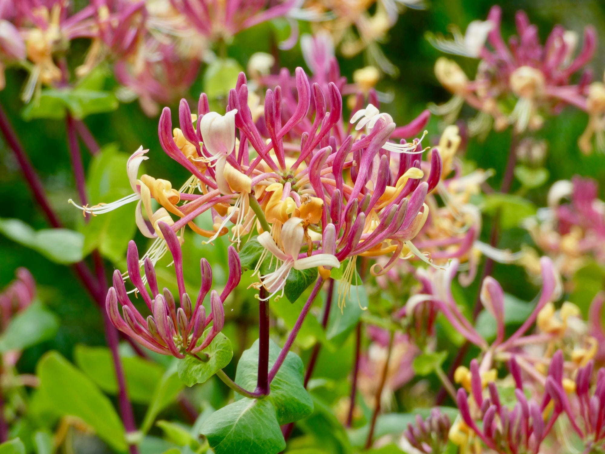 Some honeysuckle flowers.