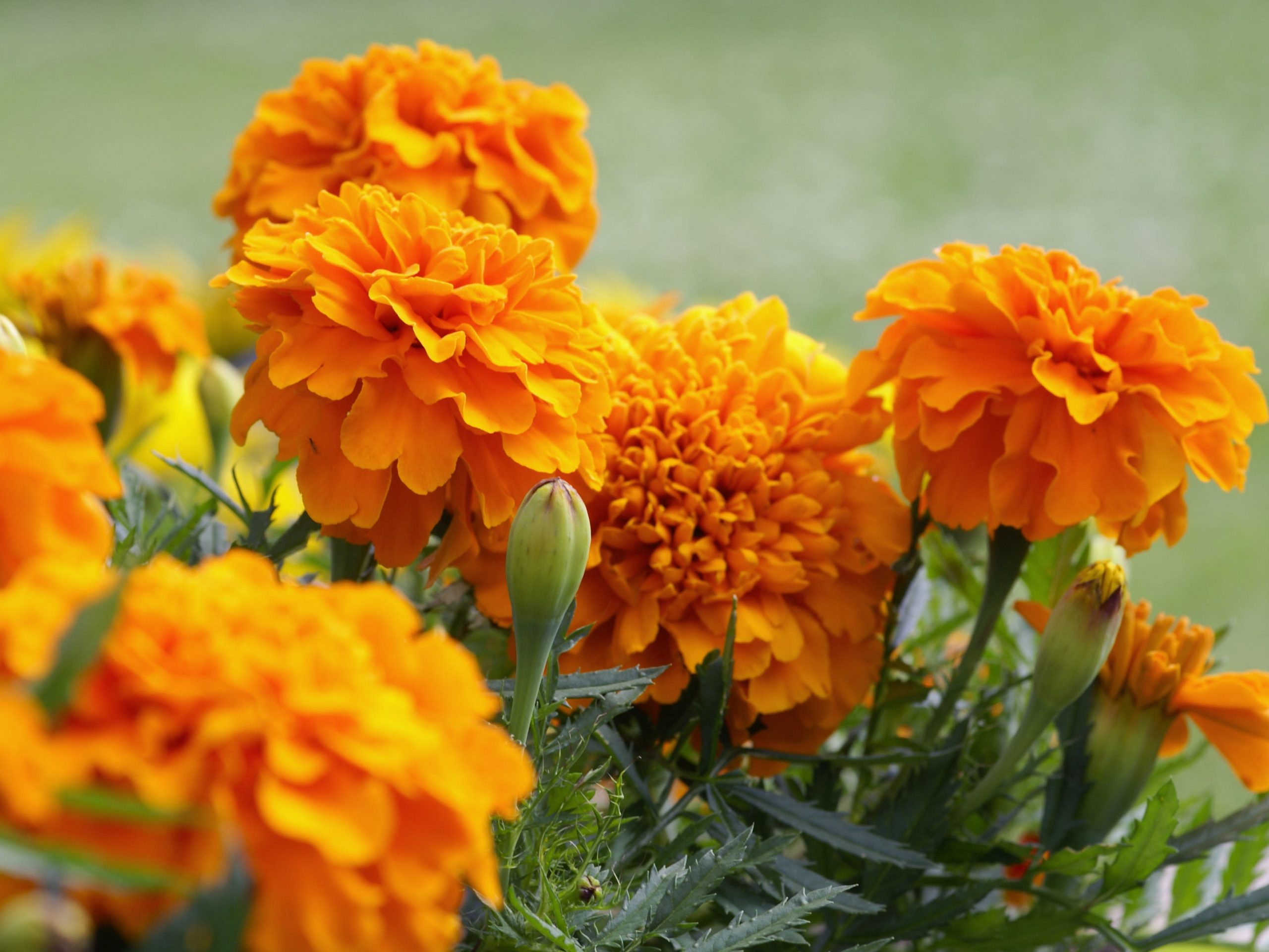 Orange marigold flowers.