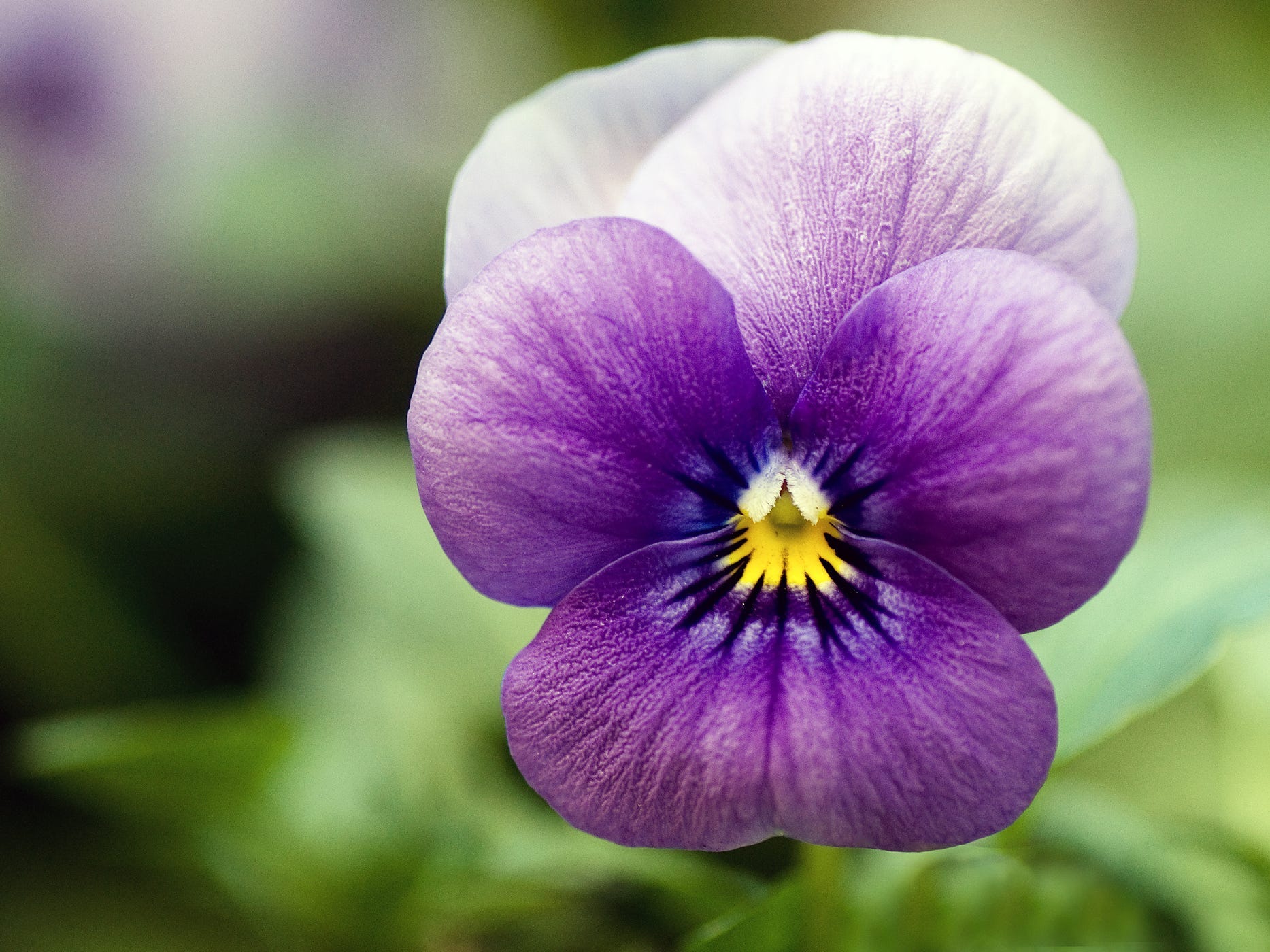 A purple pansy flower.