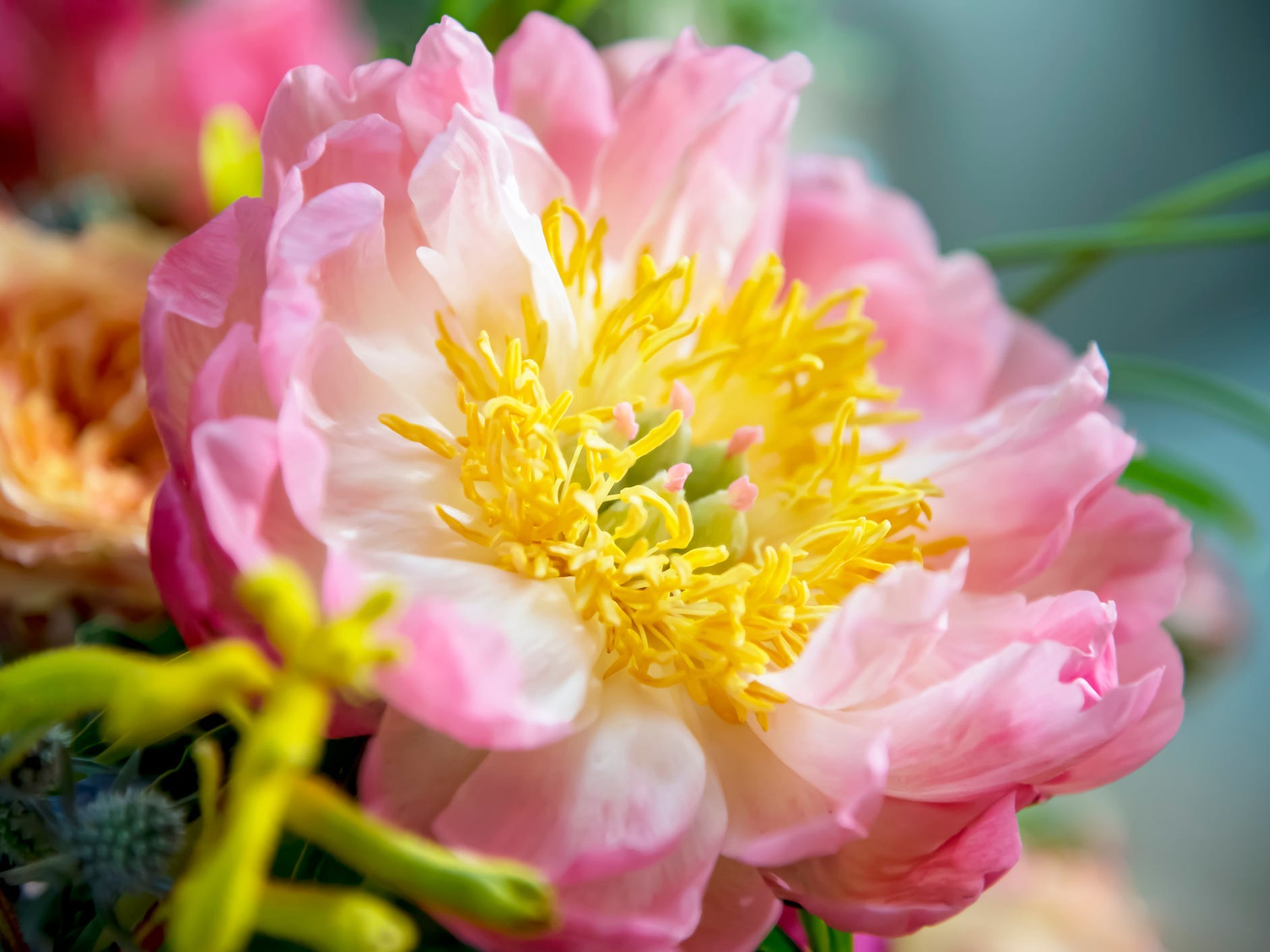 A pink peony flower.