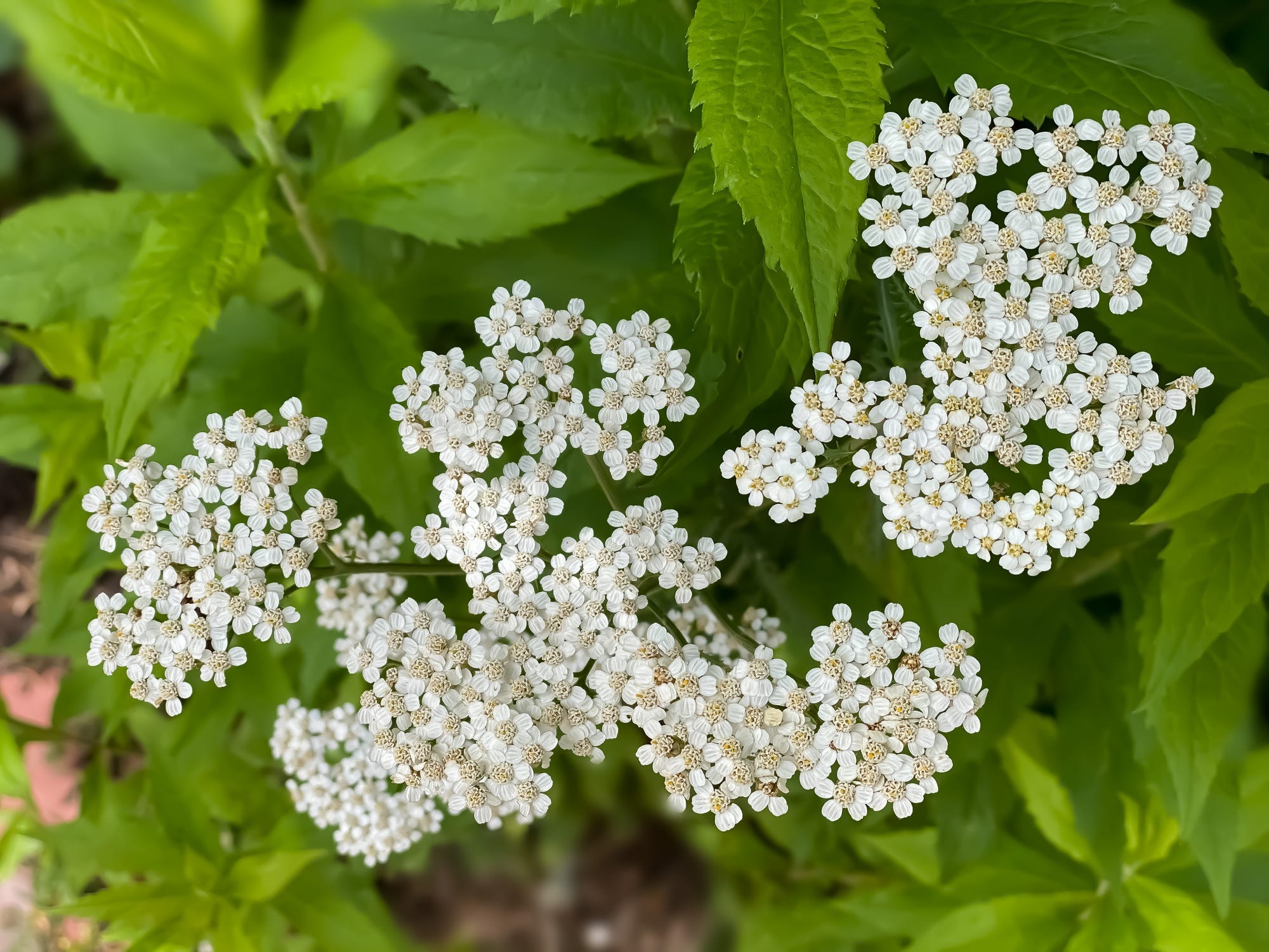 Small white sweet alyssum flowers.