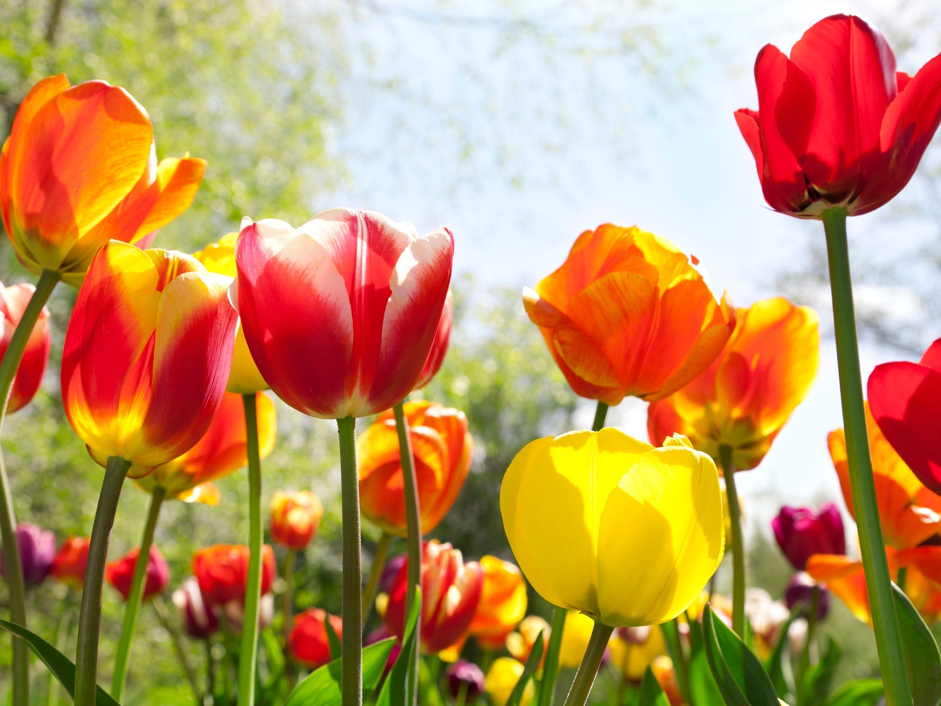 Red, yellow, and orange tulips.