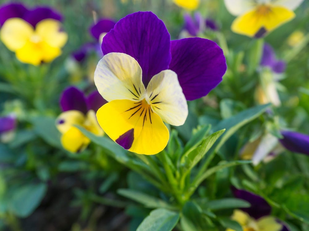 A yellow and purple viola flower.