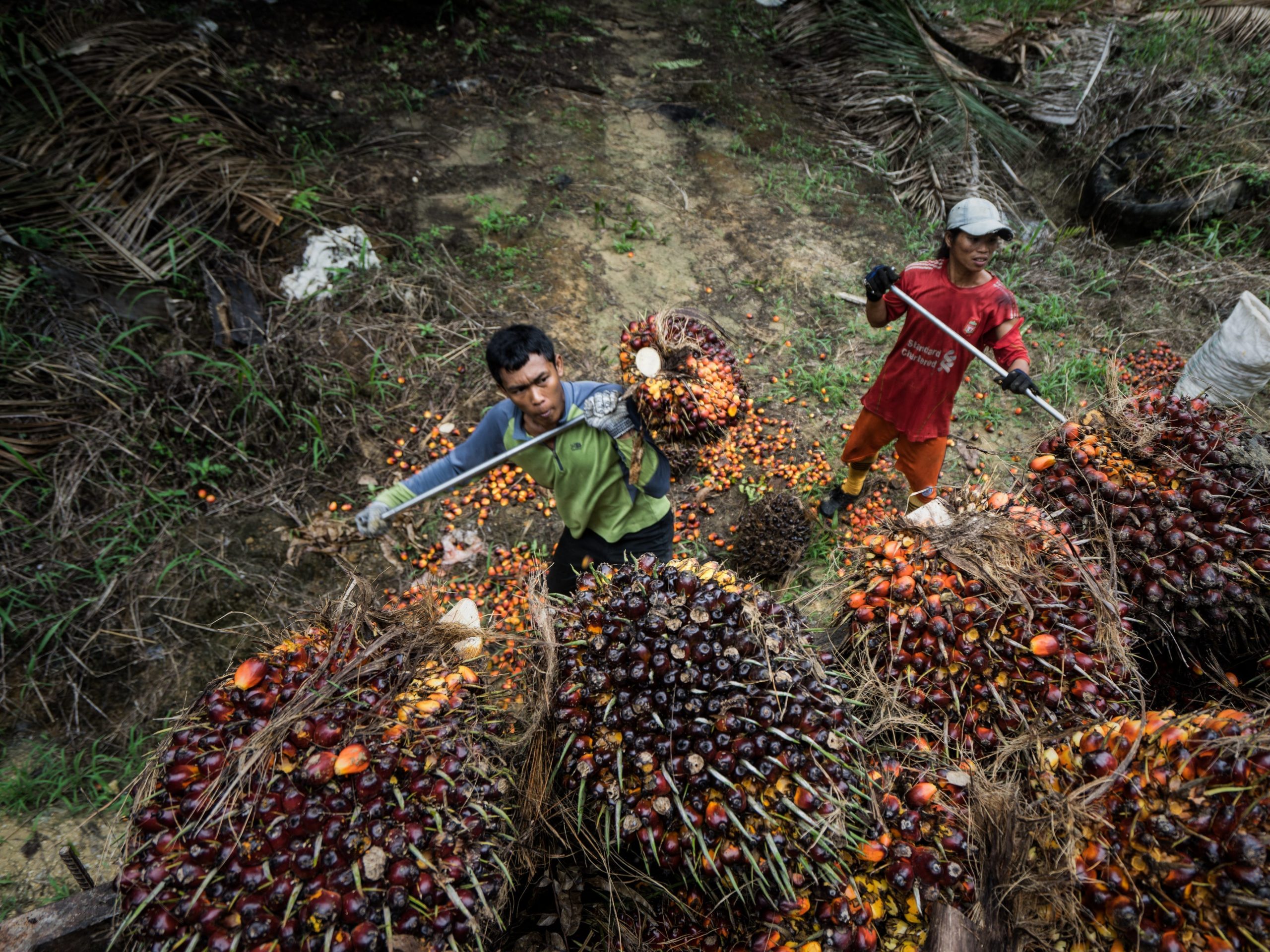 Workers harvesting oil palm fruits in Malaysia.