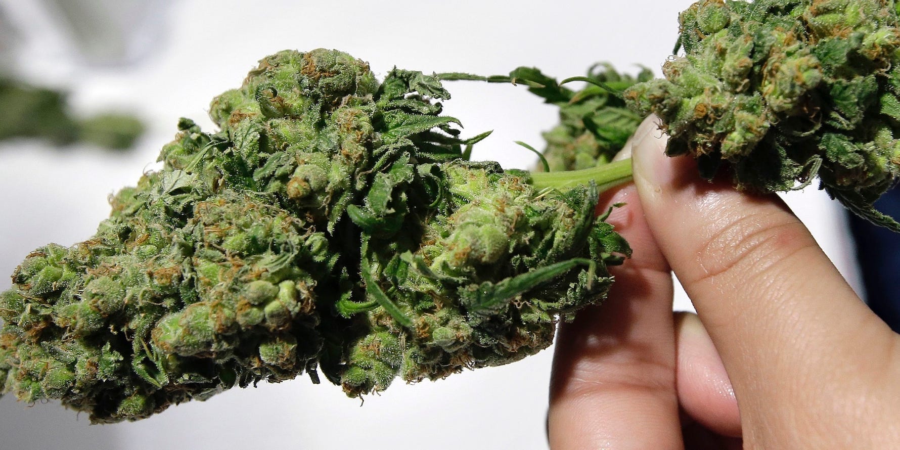 Marijuana Cannabis