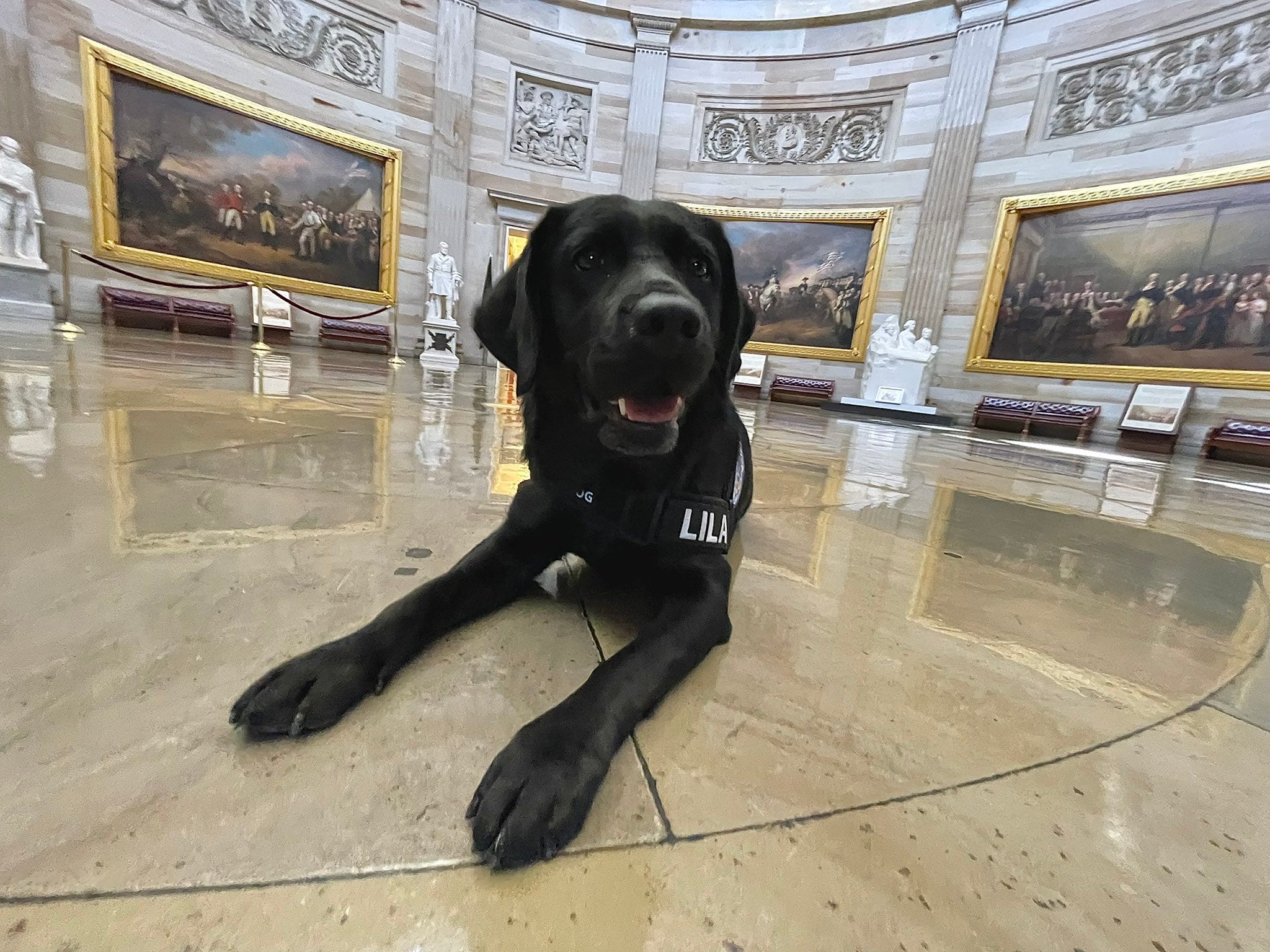 Capitol Police emotional support dog Lila lays down in the Capitol building.