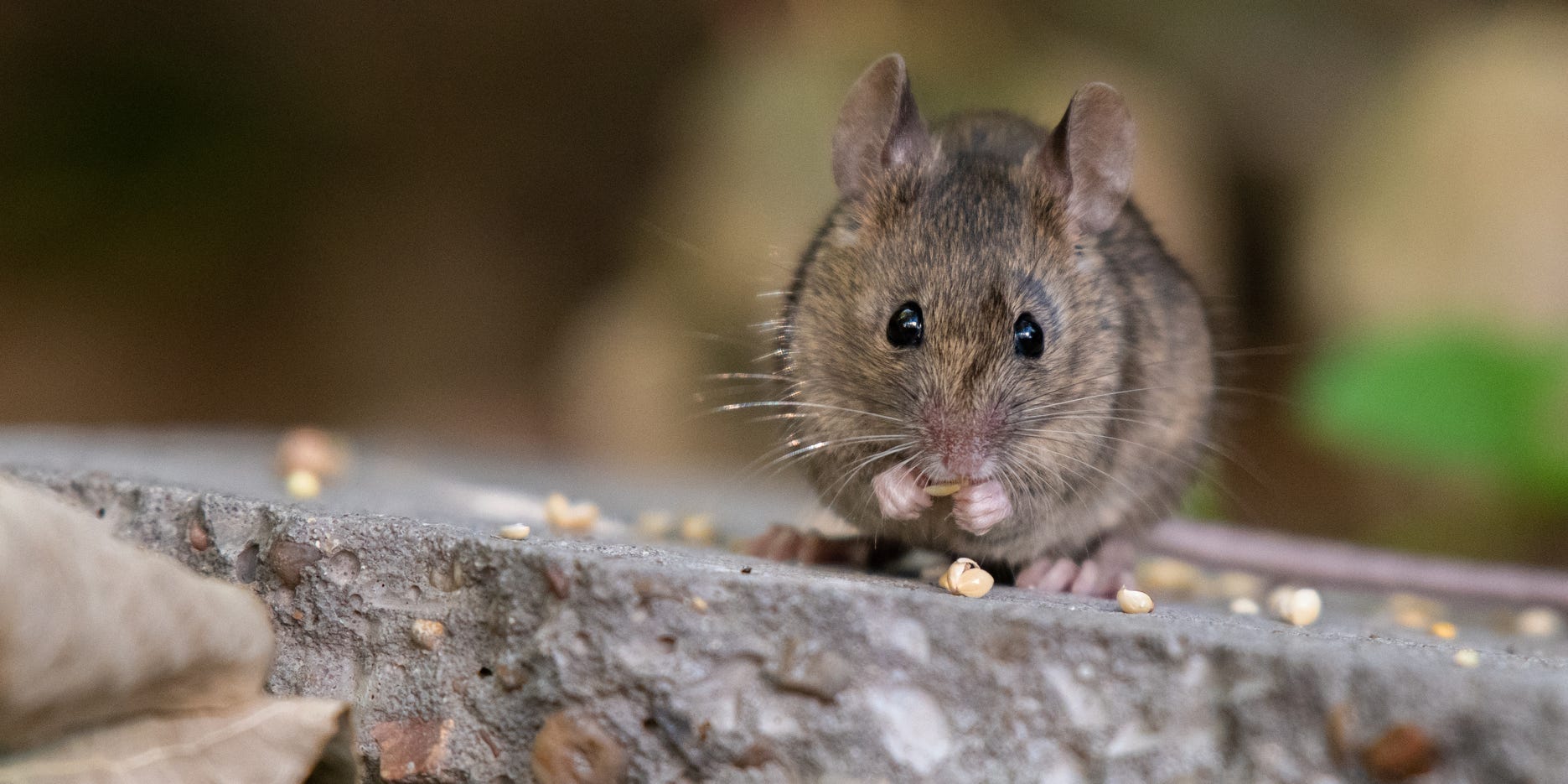 A mouse eating birdseed.