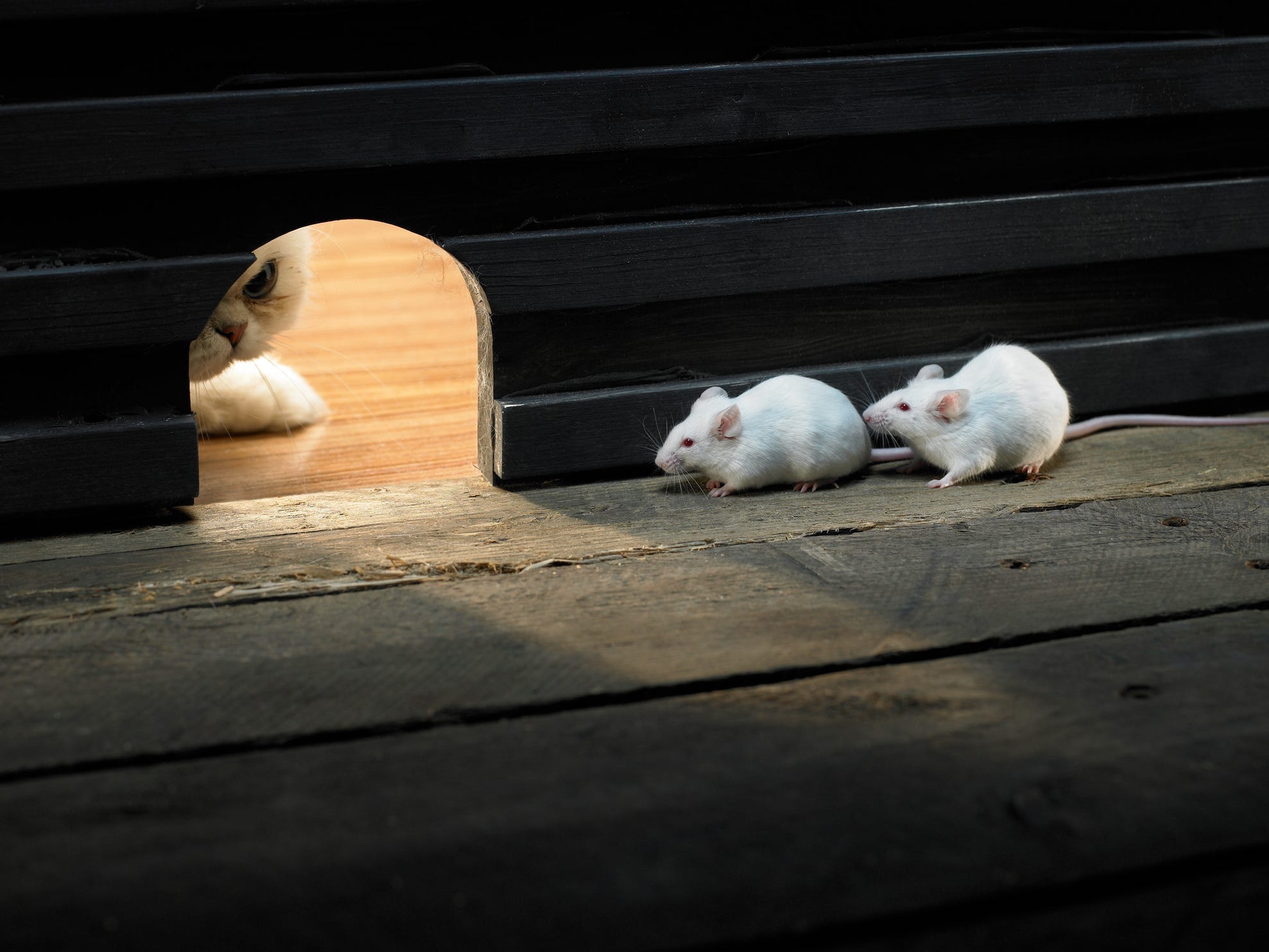 A cat looking into a hole in the wall, with two white mice on the other side.