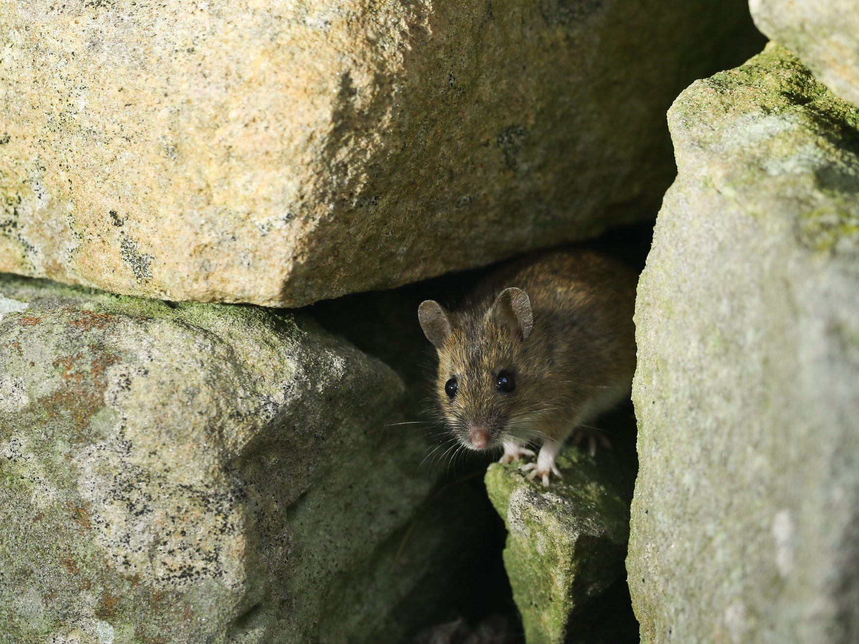 A mouse in the crevice in between rocks.