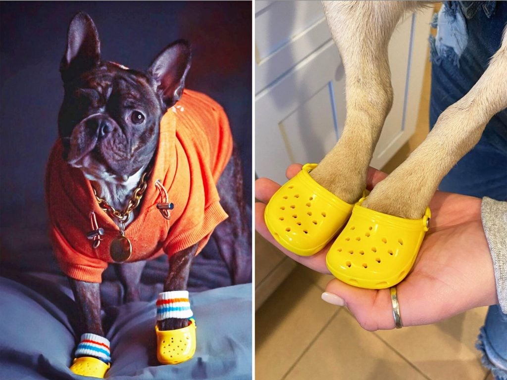 crocs for puppies