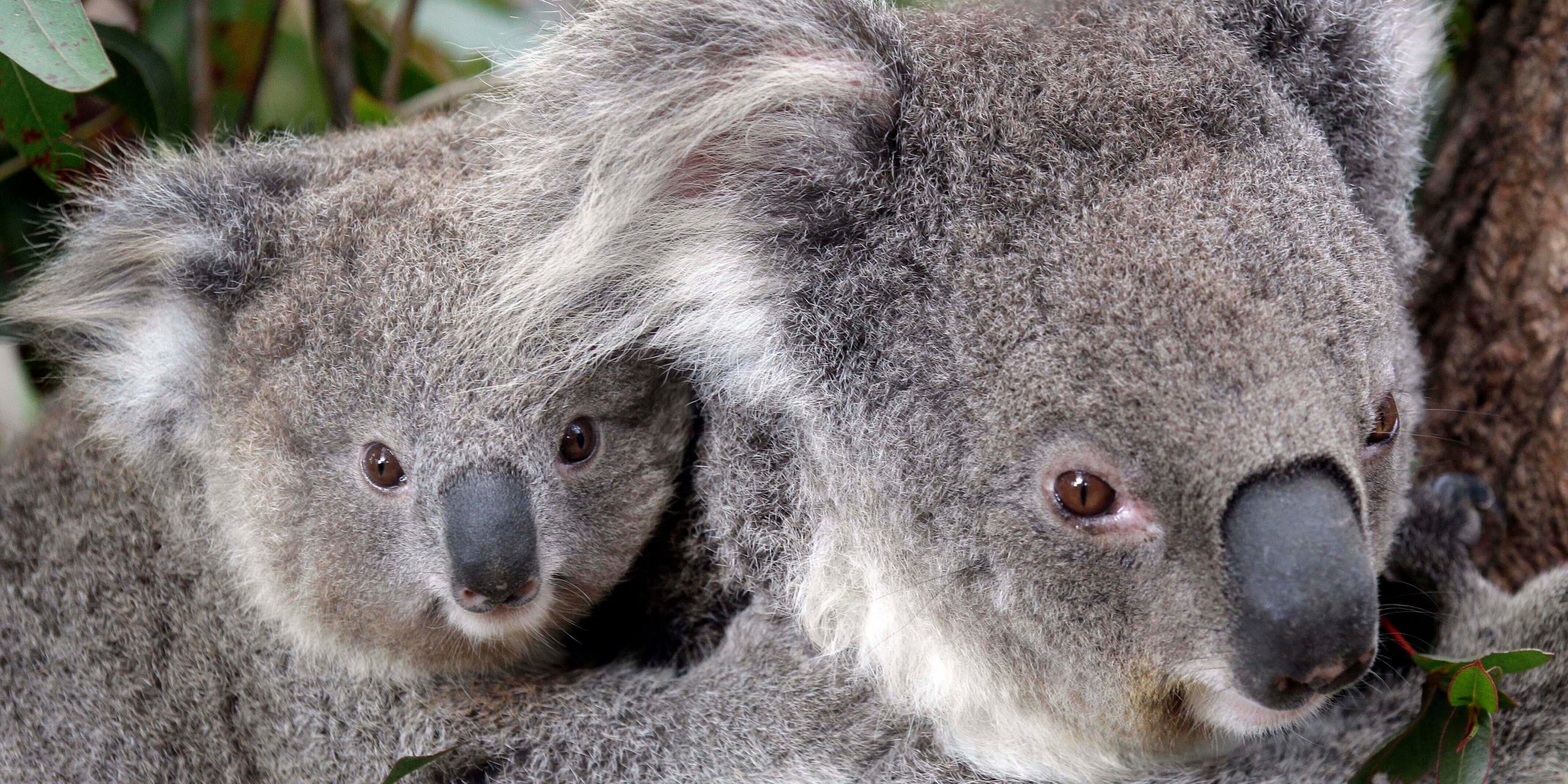 FILE - In this Sept. 1, 2011, file photo, two Koalas climb a tree at a zoo in Sydney, Australia. Conservationists fear hundreds of koalas have perished in wildfires that have razed prime habitat on Australia’s east coast. (AP Photo/Rob Griffith, File)