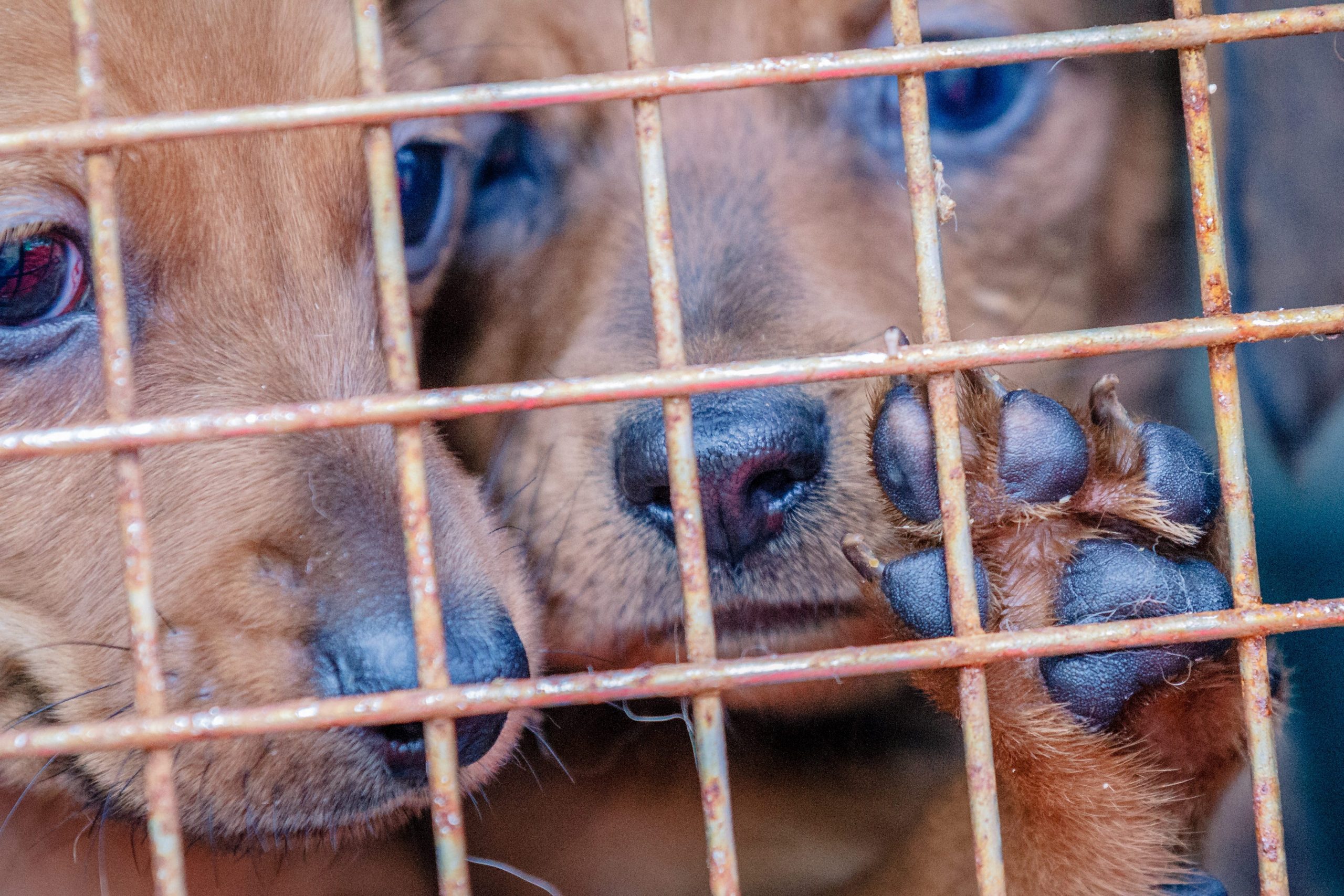 Two puppies in a cage, with one clawing at the bars
