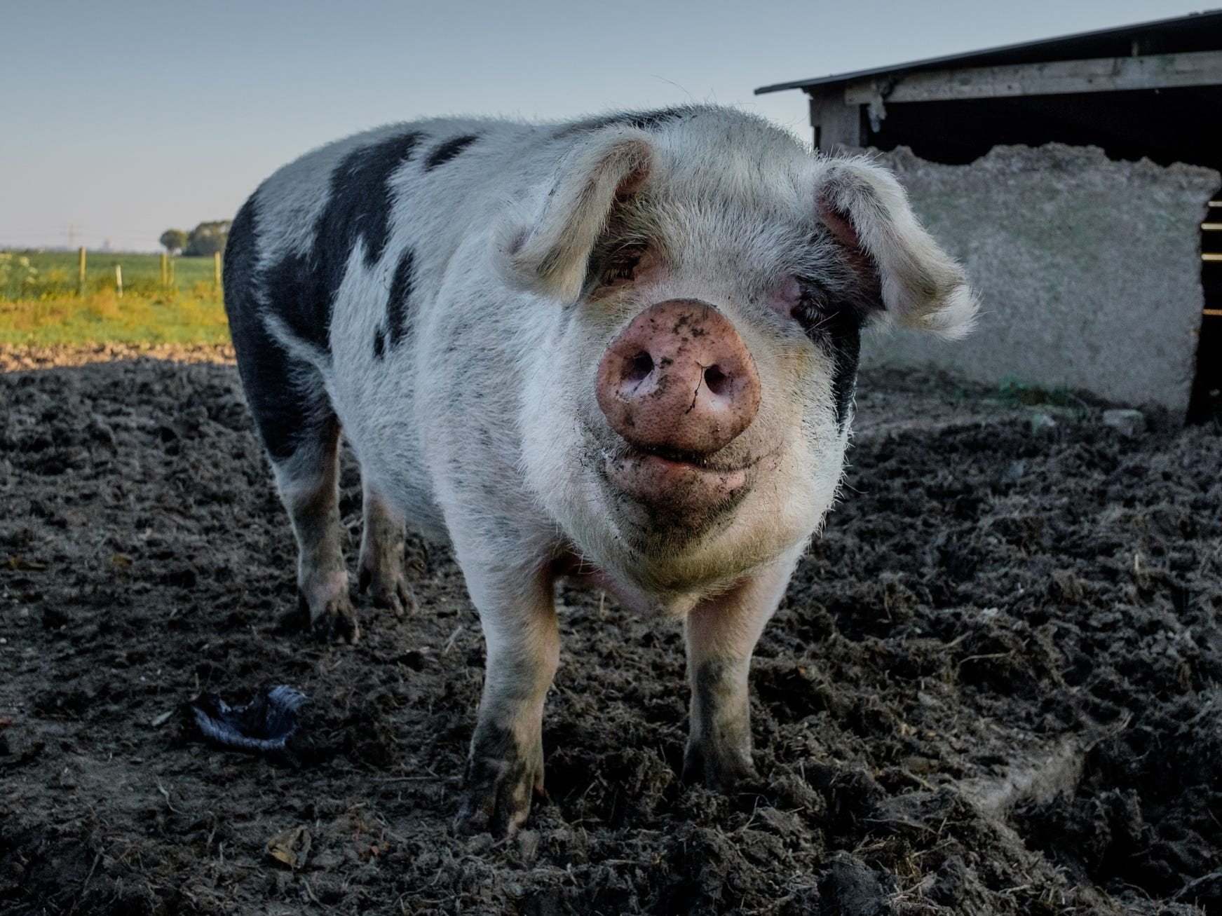 a large pig facing the camera in a pile of dirt with farmland in the background