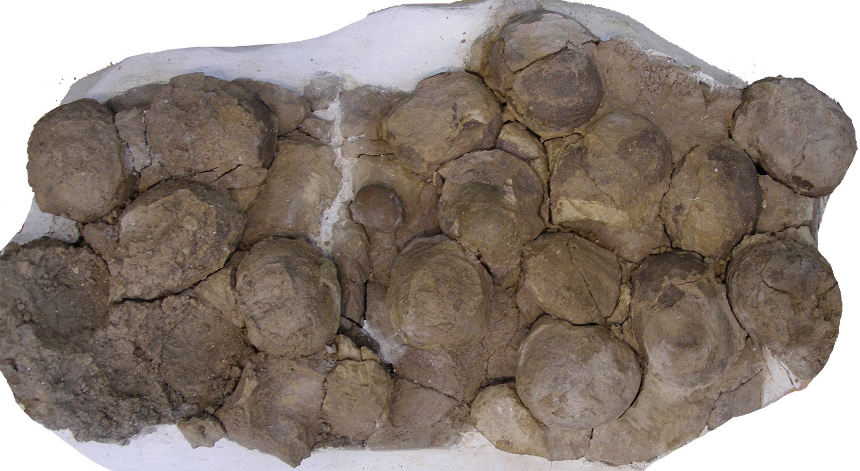 mussasaurus eggs patagonia