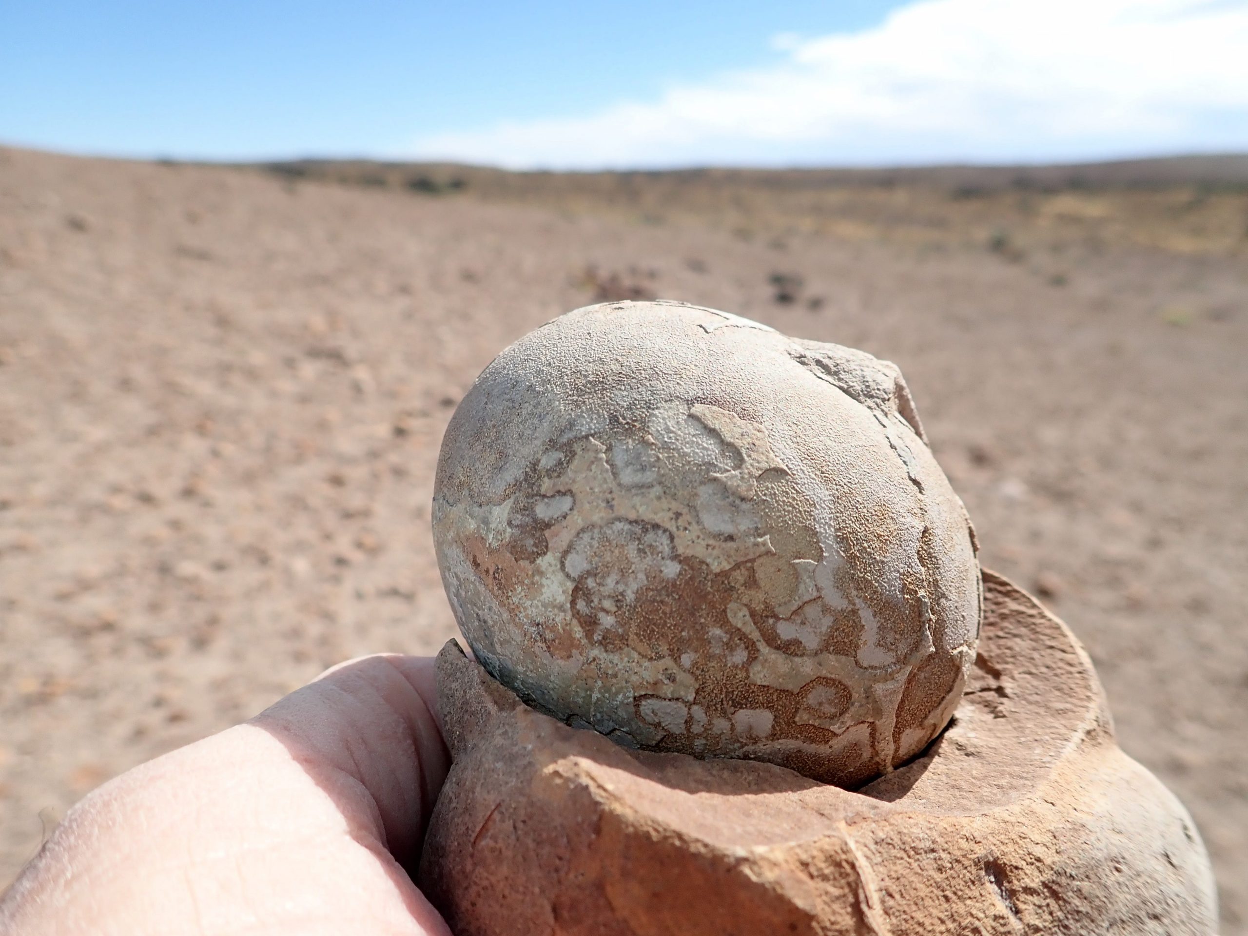 mussasaurus eggs patagonia