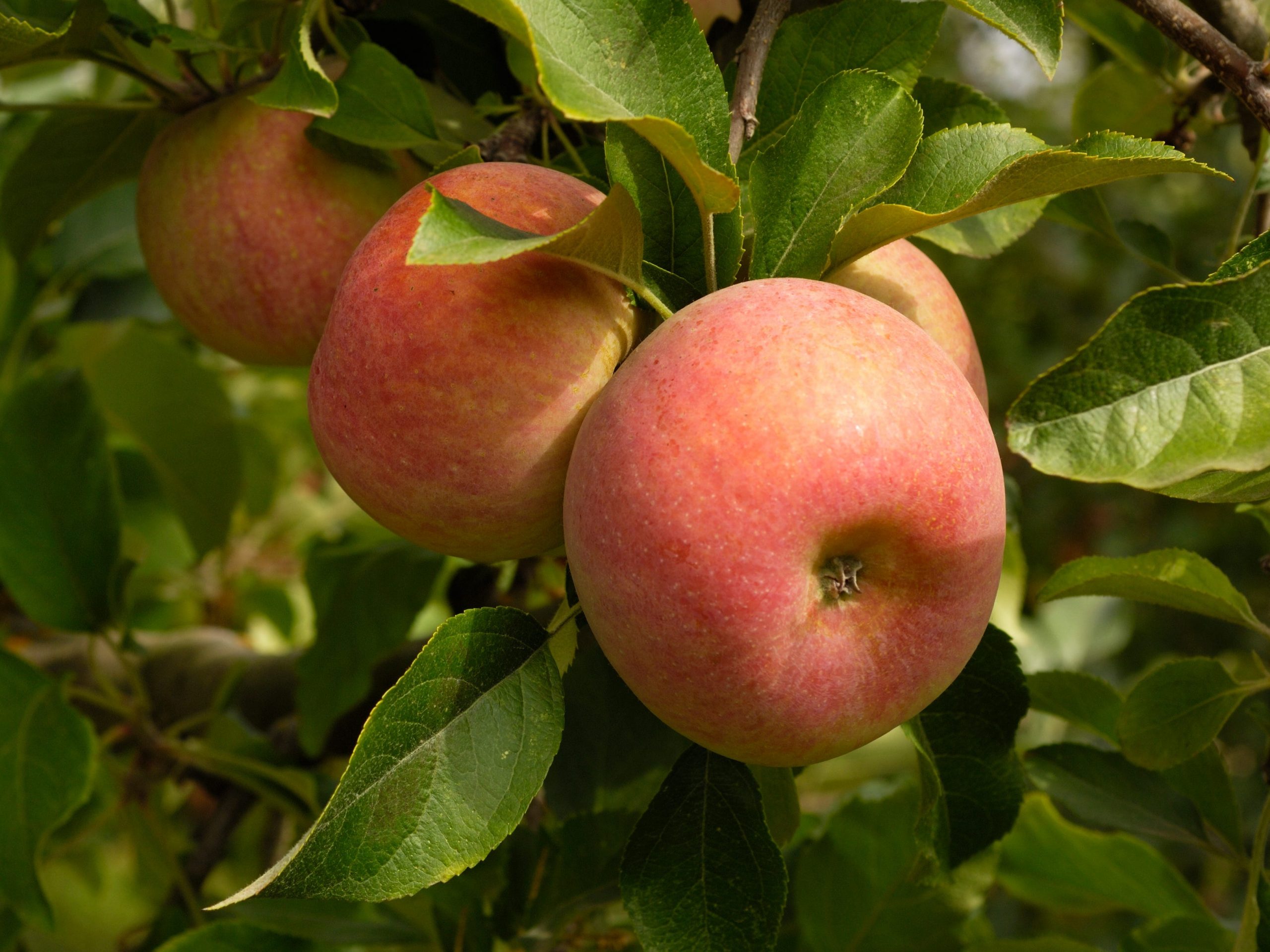 Close-up of some Fuji apples growing on a tree.