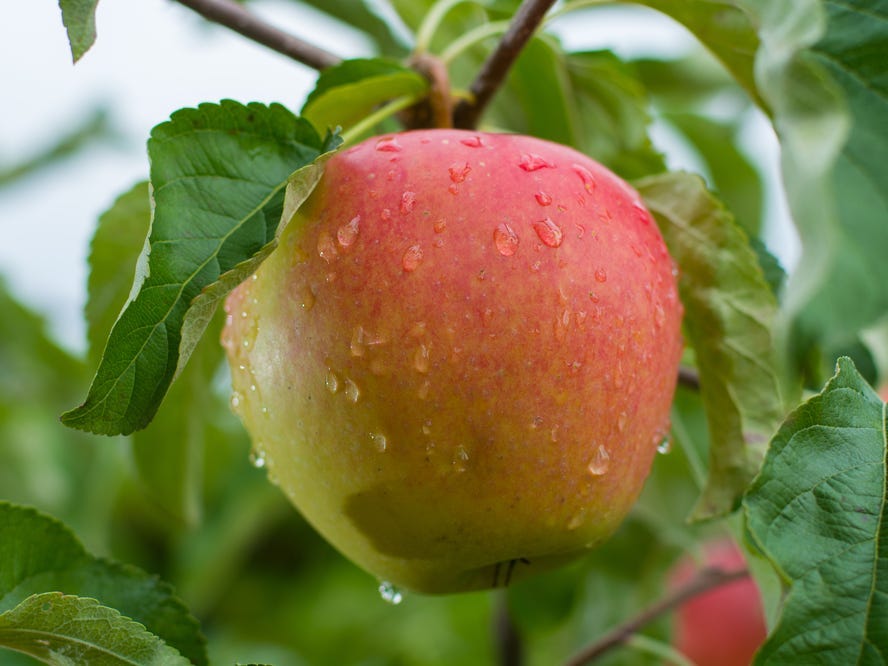A Braeburn apple on a tree.