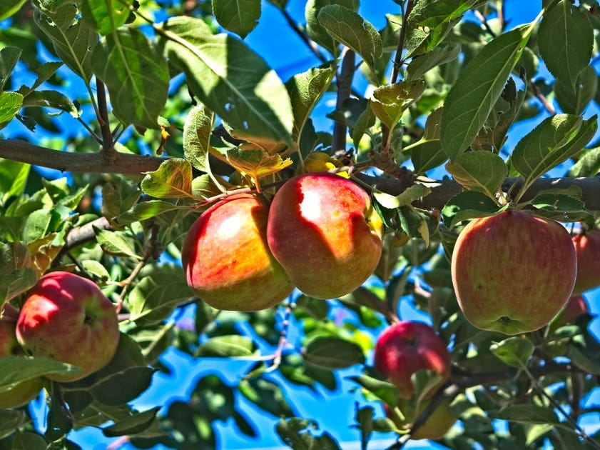 Northern Spy apples on a tree.