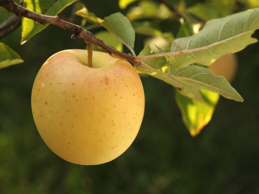 A Golden Delicious apple hanging from a tree.