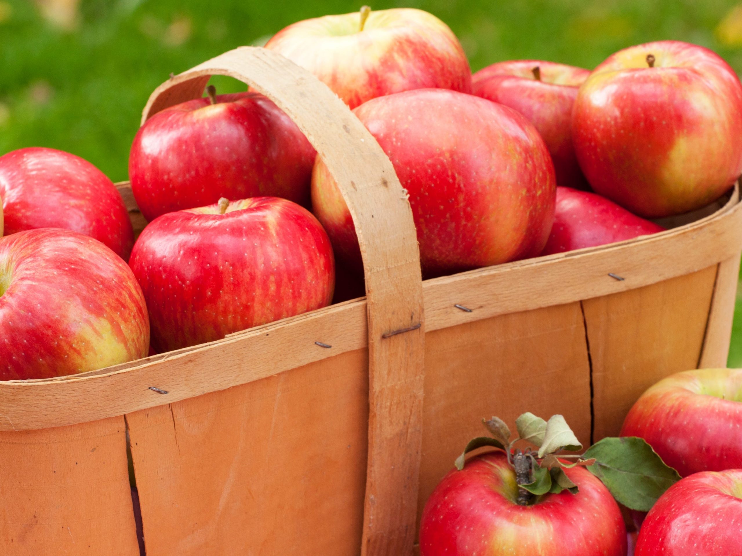 Honeycrisp apples in a basket.