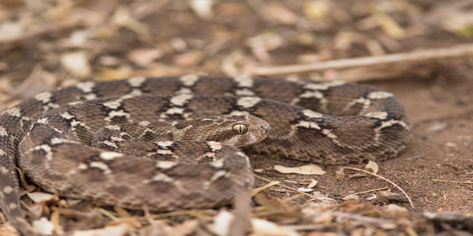 A saw scaled viper.