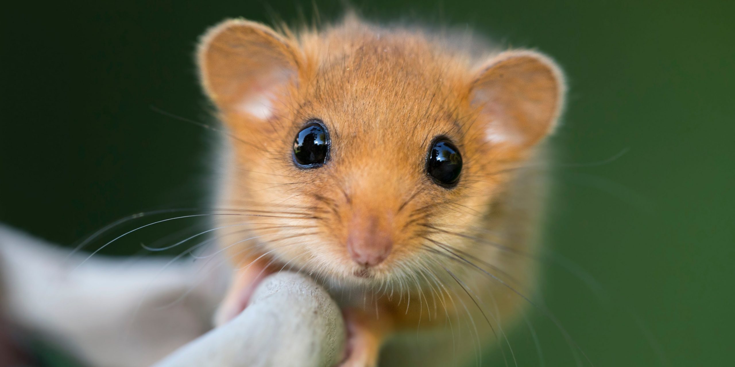 A dormouse - the type that is eaten by the mafia