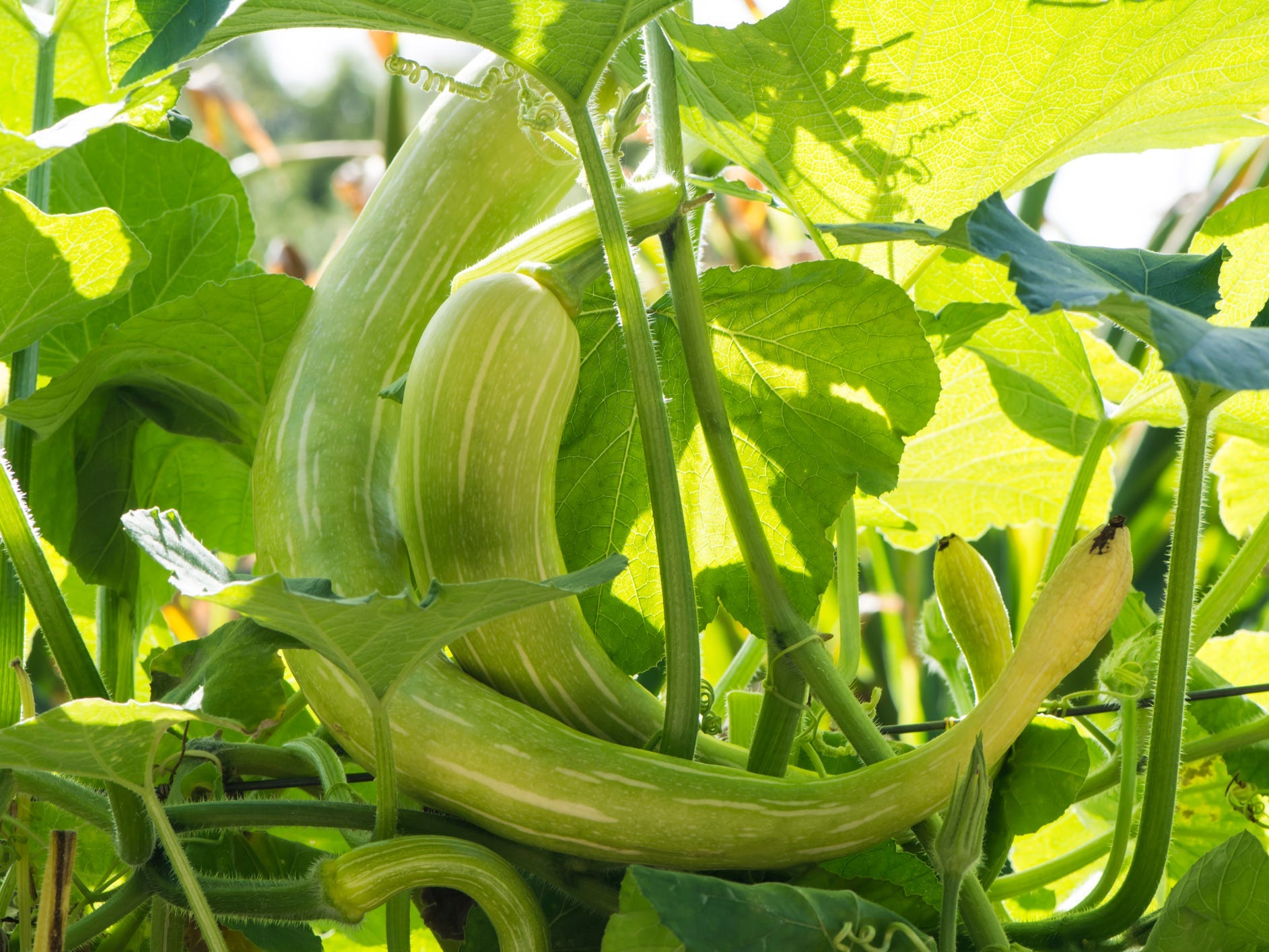 Tromboncino squash on the vine