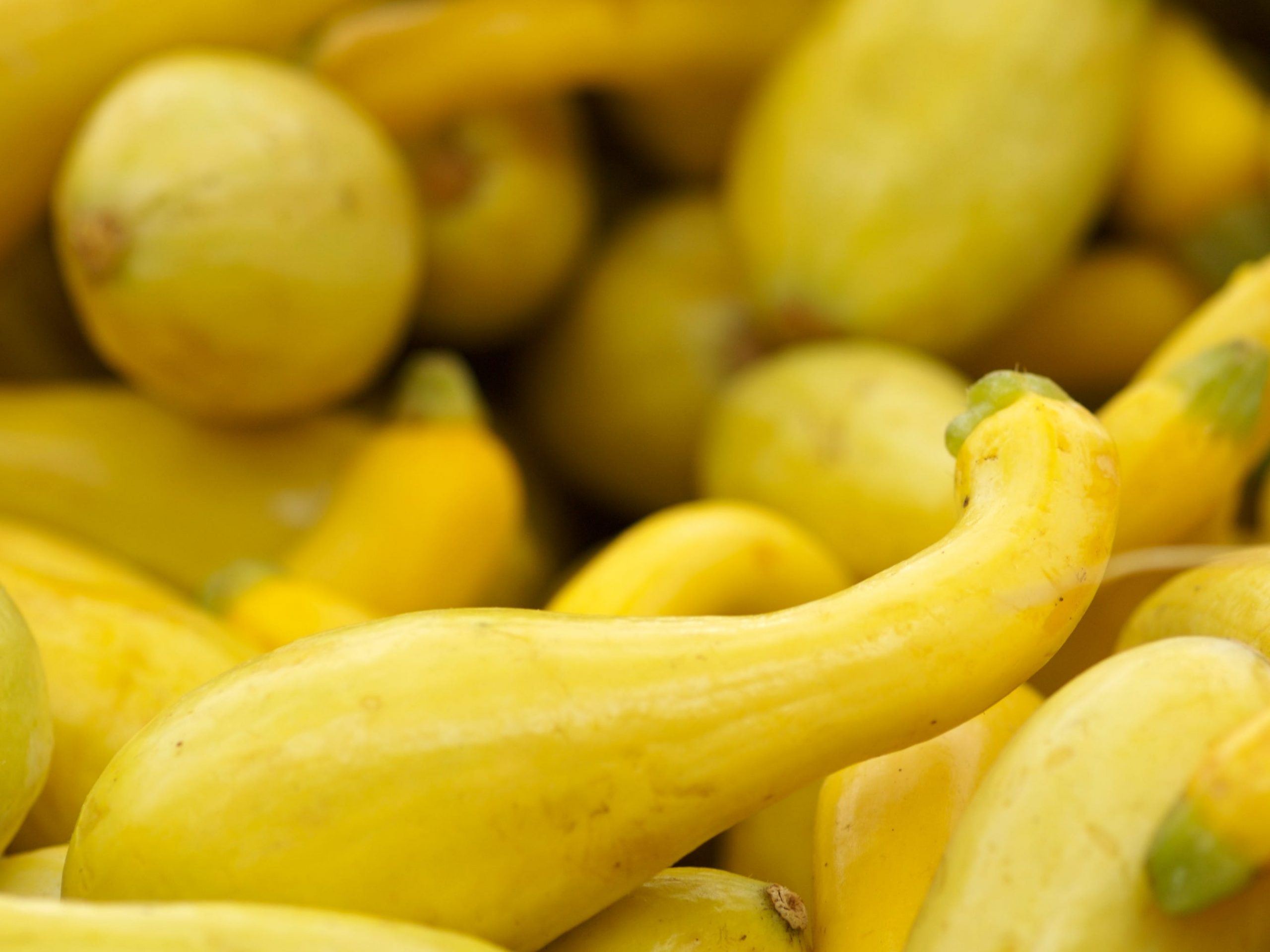 A pile of yellow crooked neck squash at a farmer's marker