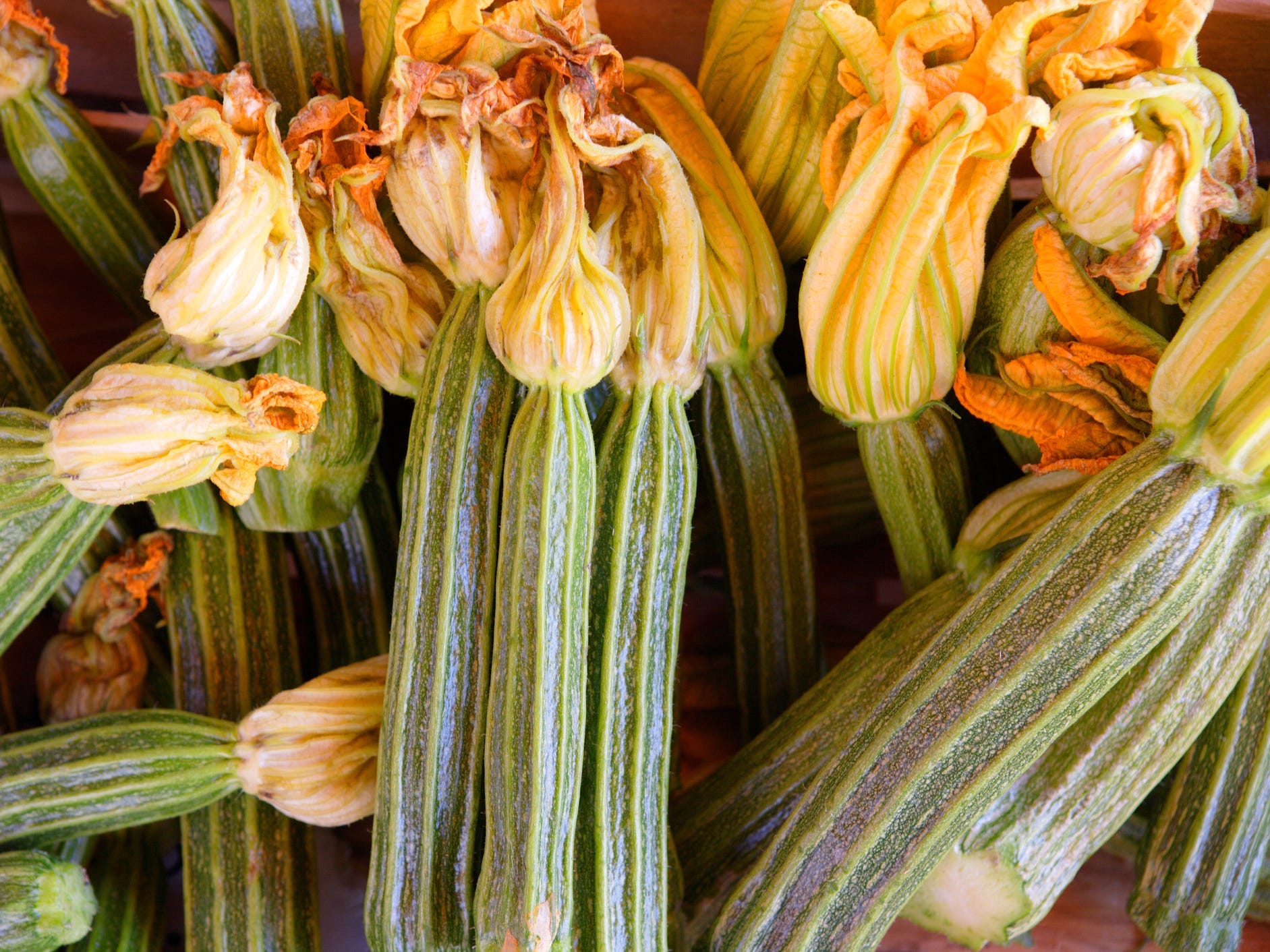 Costata romanesco zucchini with attached squash blossoms