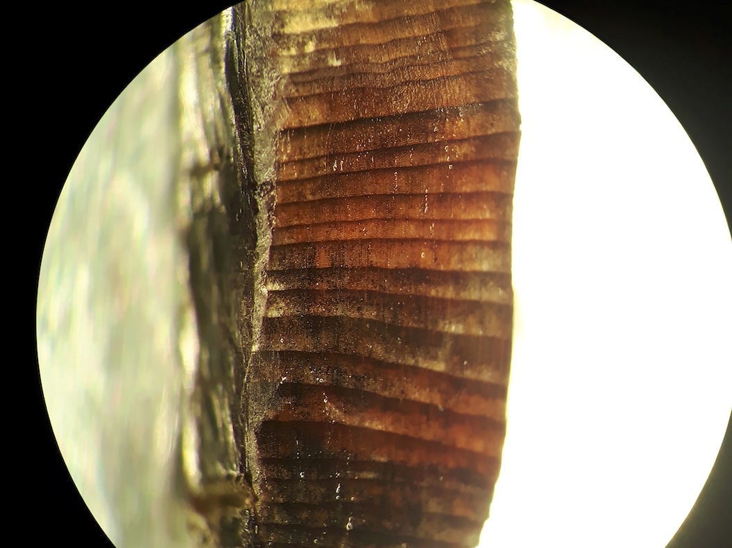 A wood fragment from the Norse layers at the L’Anse aux Meadows Viking settlement established 1,000 years ago near Hay Cove, Newfoundland, Canada, is seen in an undated microscopic image.