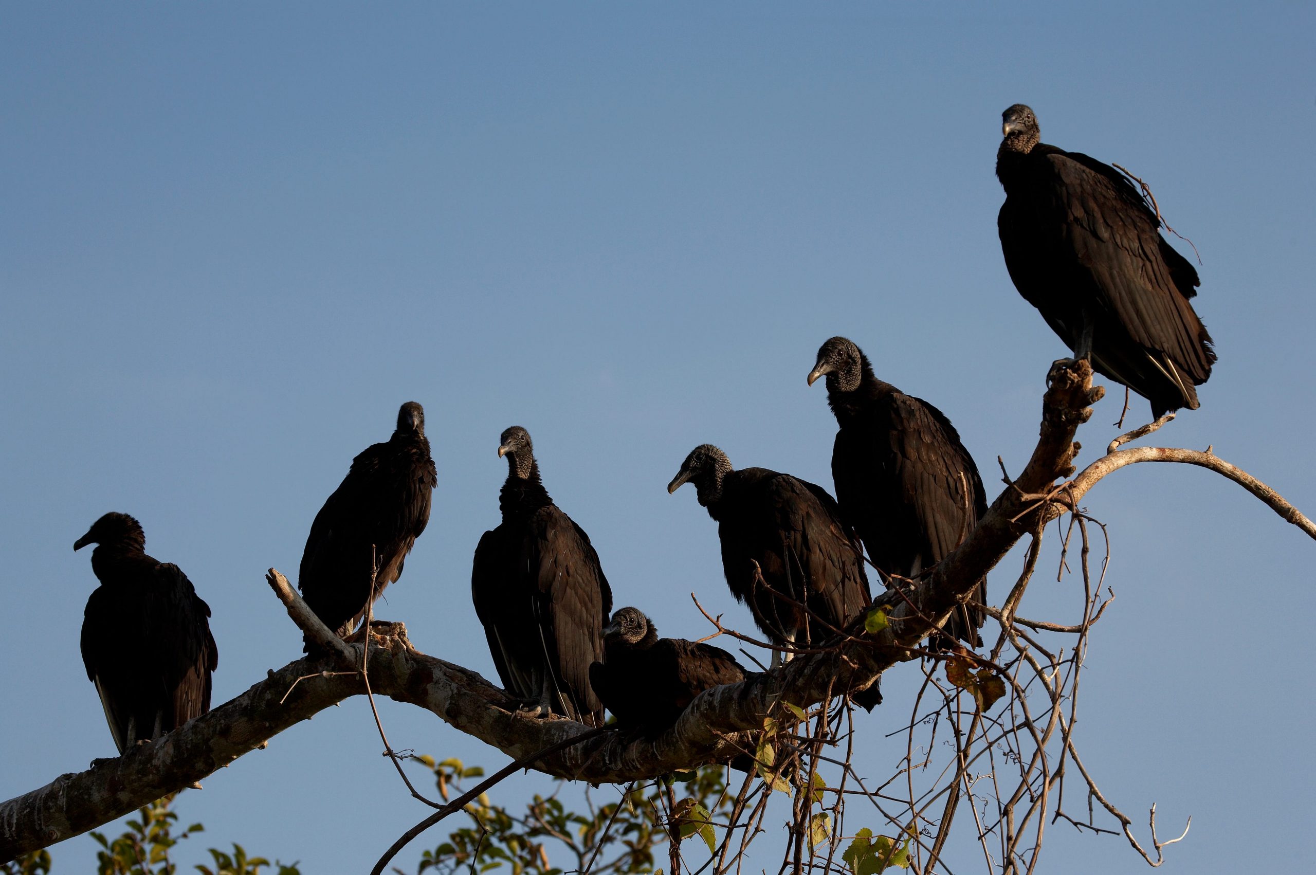 Roosting black vultures.