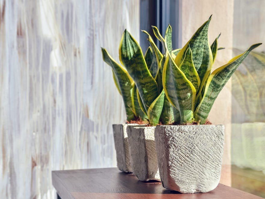 snake plant