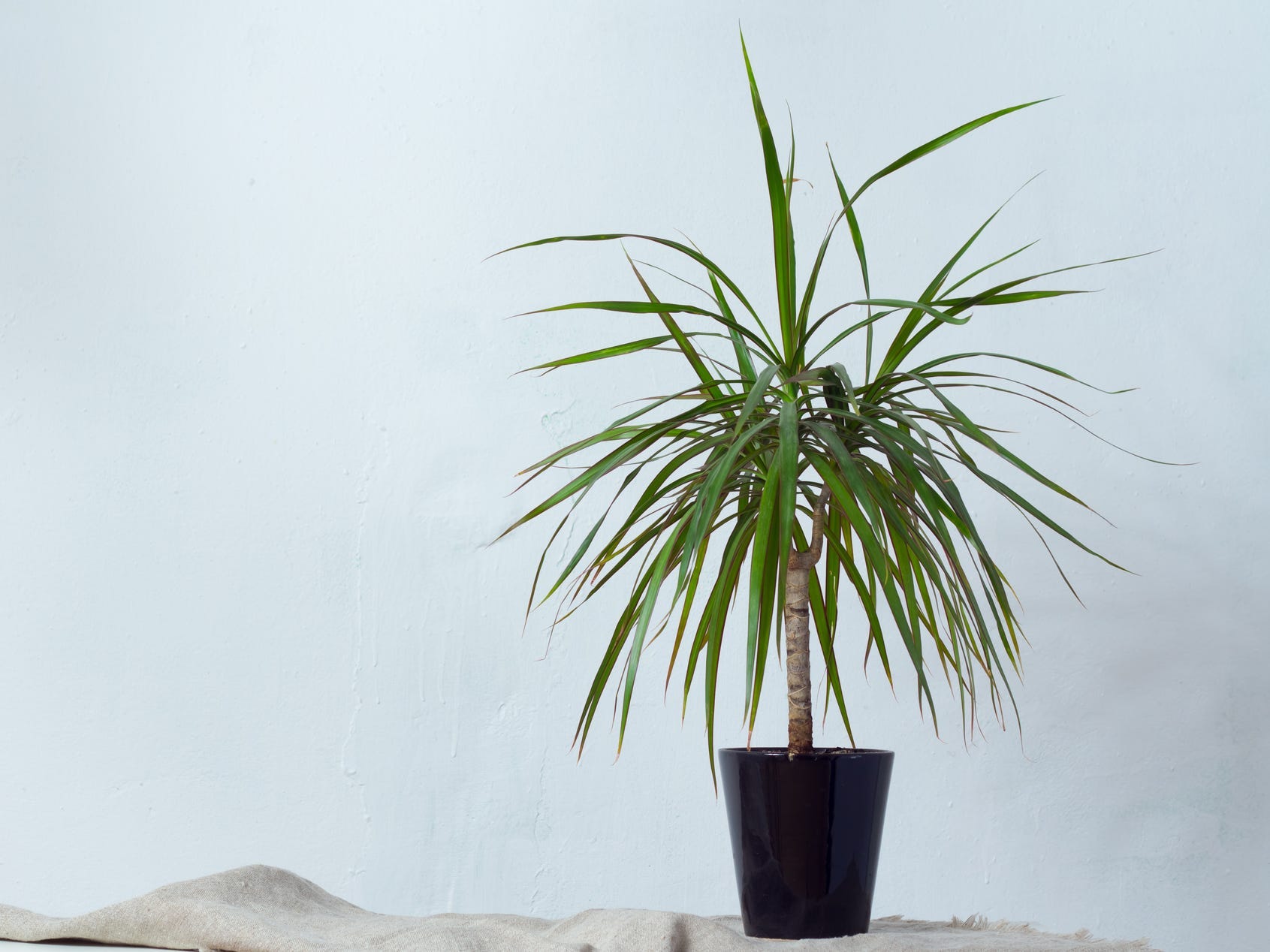 A potten dracaena plant