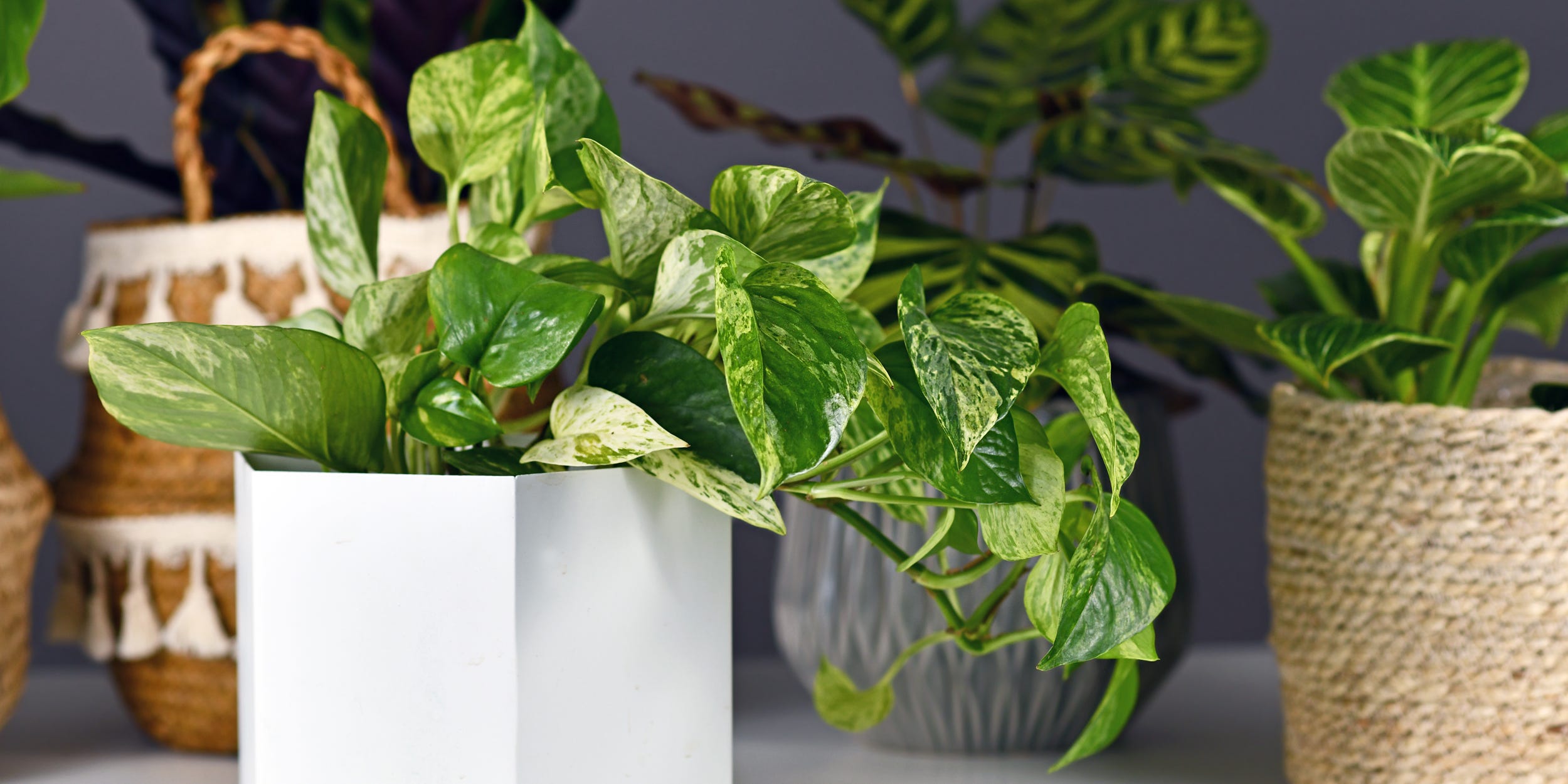 A pothos plant among other low-light houseplants