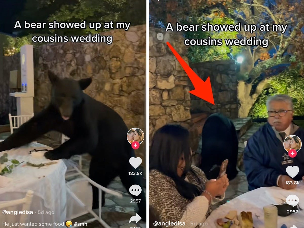 A side-by-side of two screenshots of a TikTok of a bear crashing a wedding.