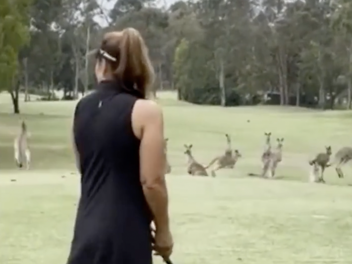 Kangaroos on a golf course.