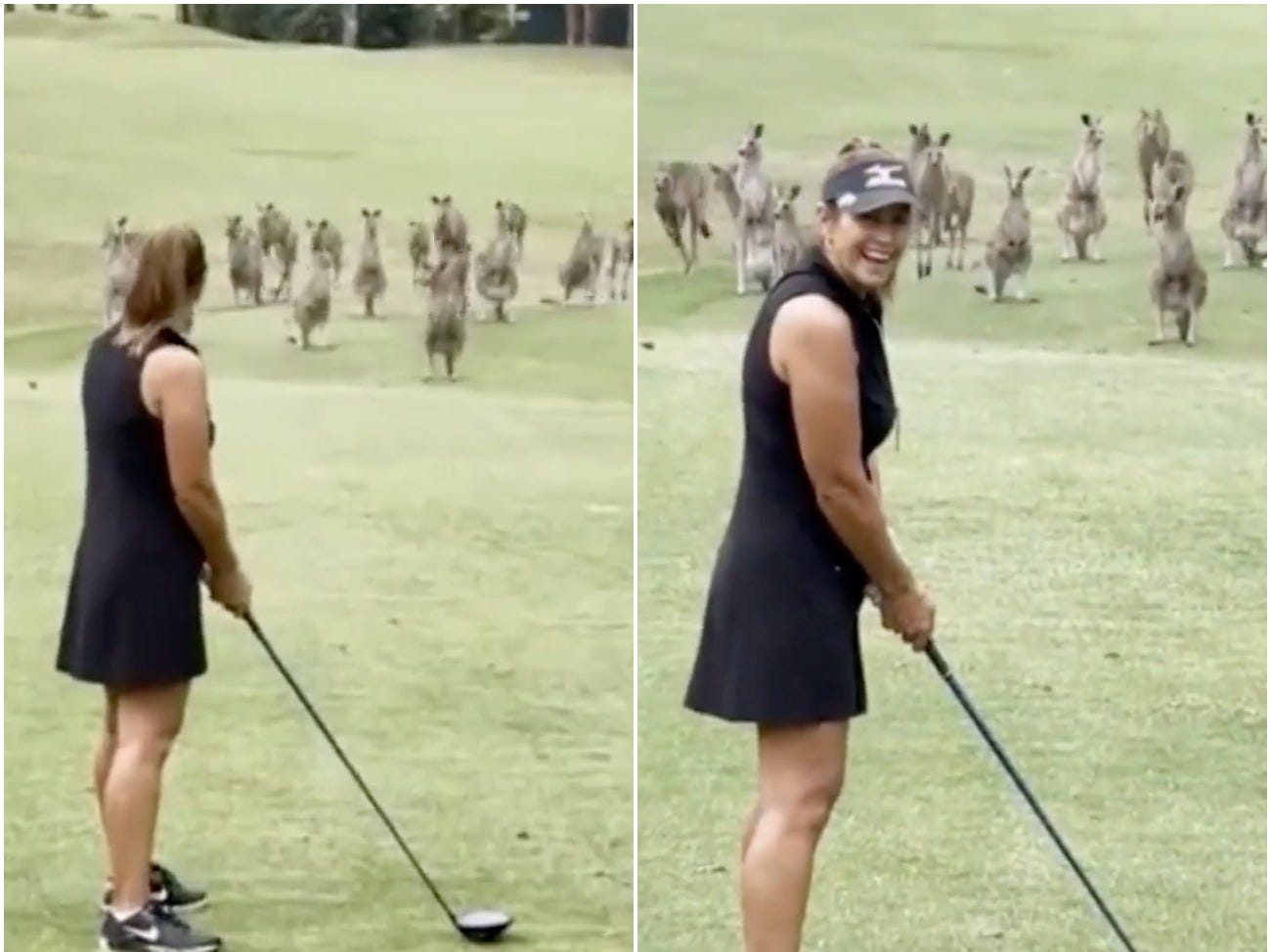 A woman looks as kangaroos bounce towards her on a golf course.