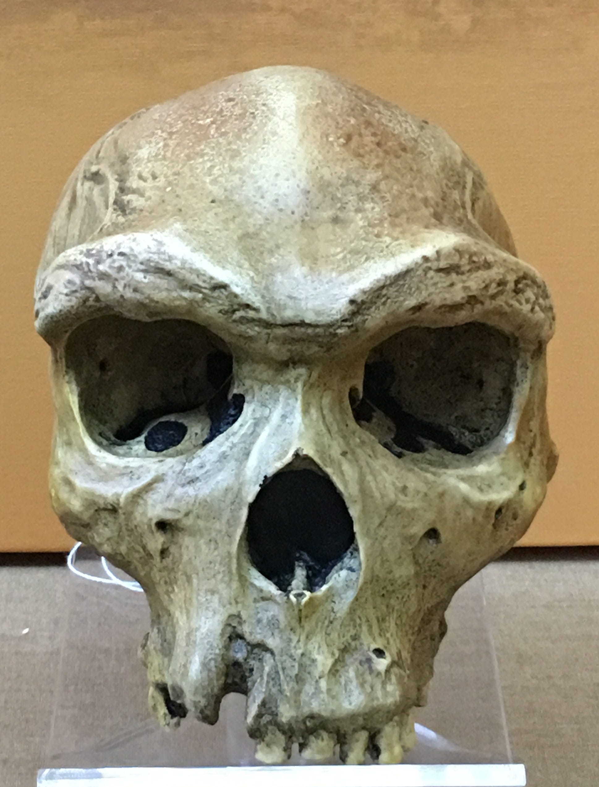 Homo rhodesiensis skull