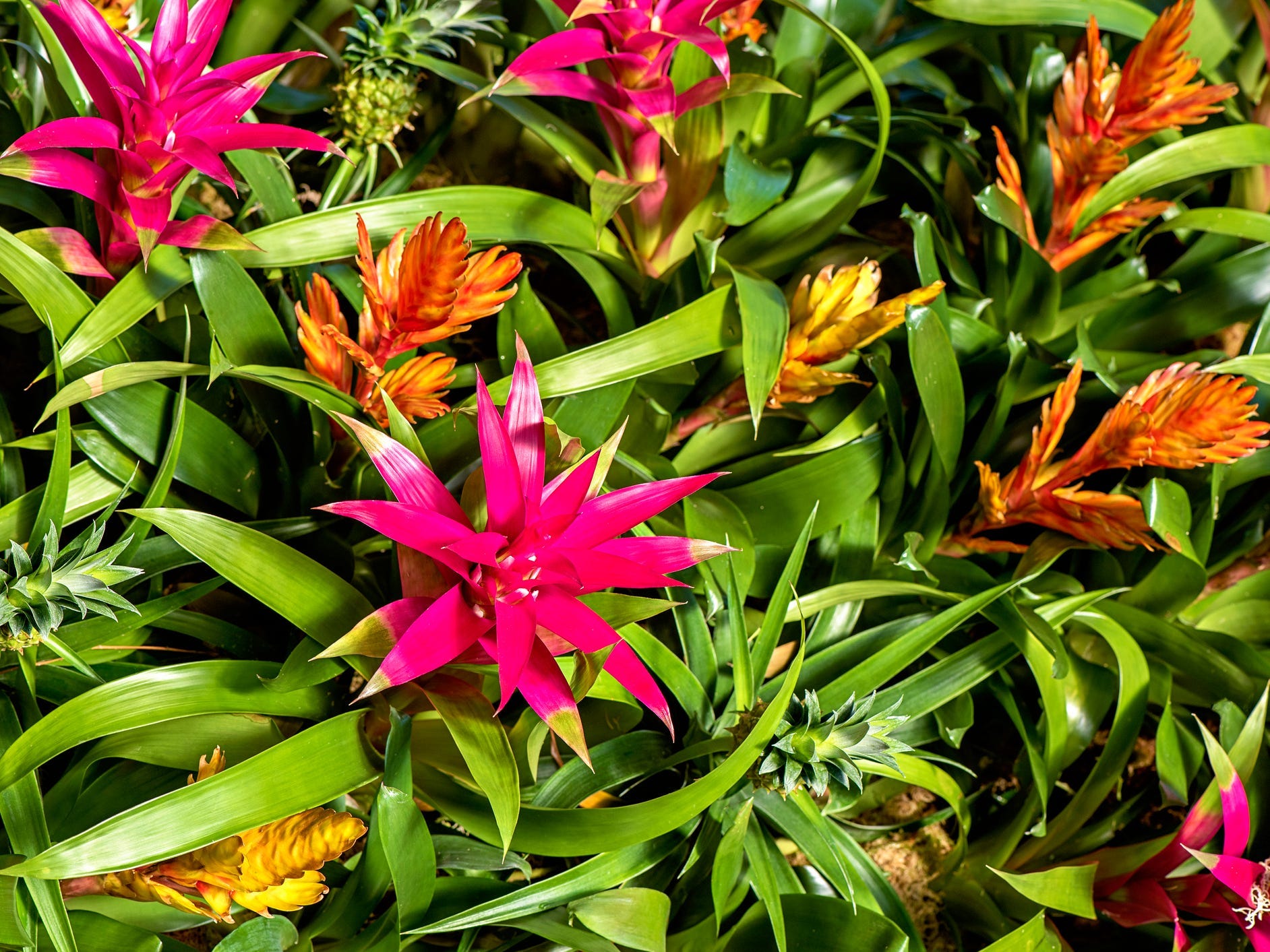 Close-up of brightly colored bromeliad plants.