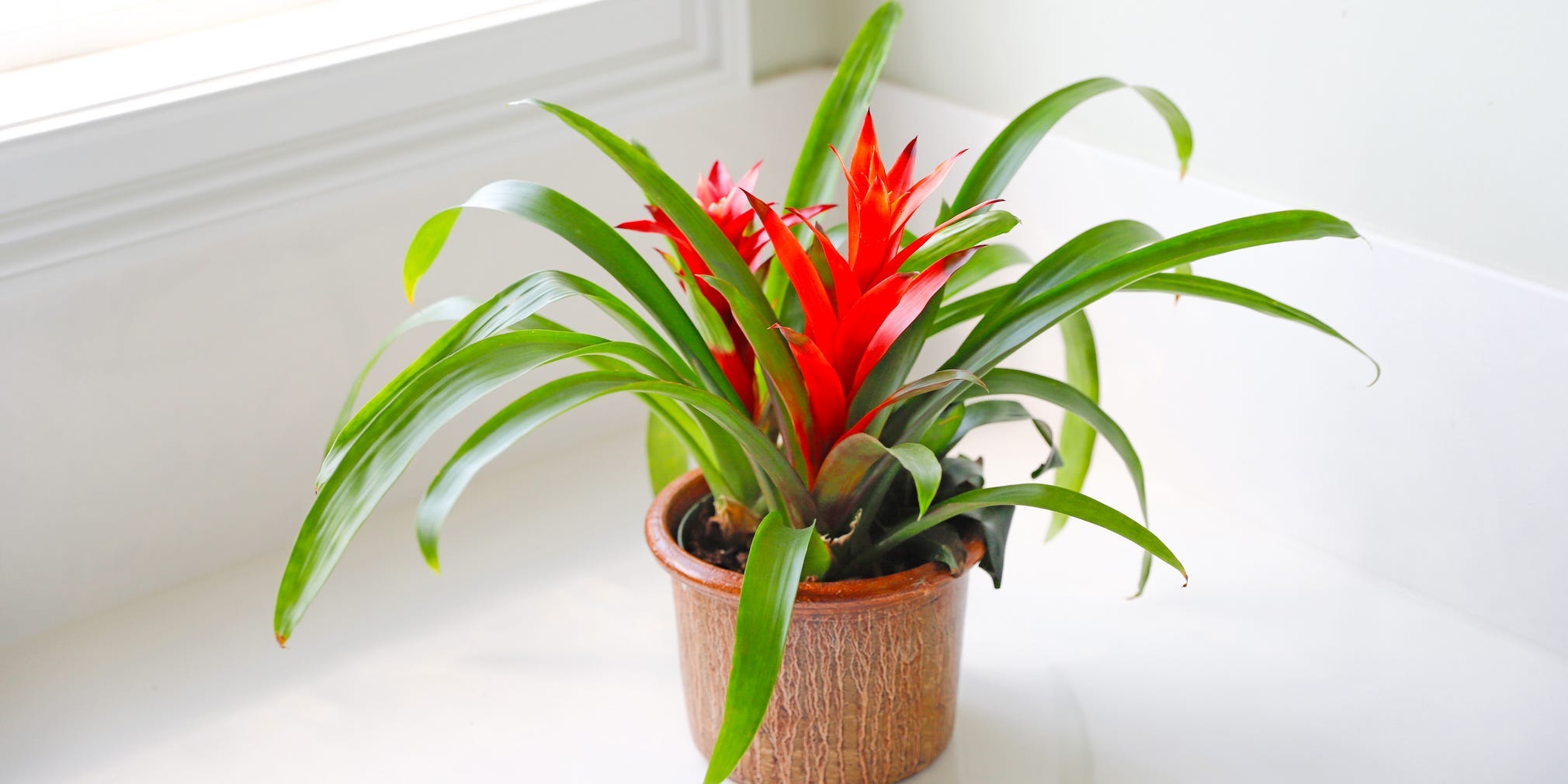 A red bromeliad plant in a pot on a ledge in front of a window.