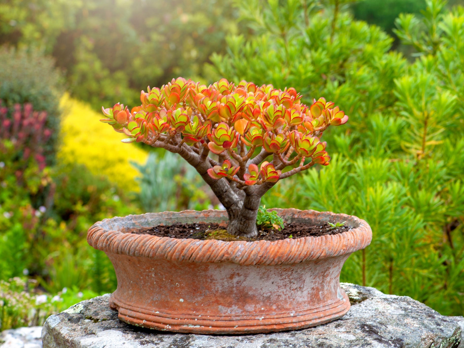 A jade plant with bright red leaf-tips growing outside in a terra cotta pot