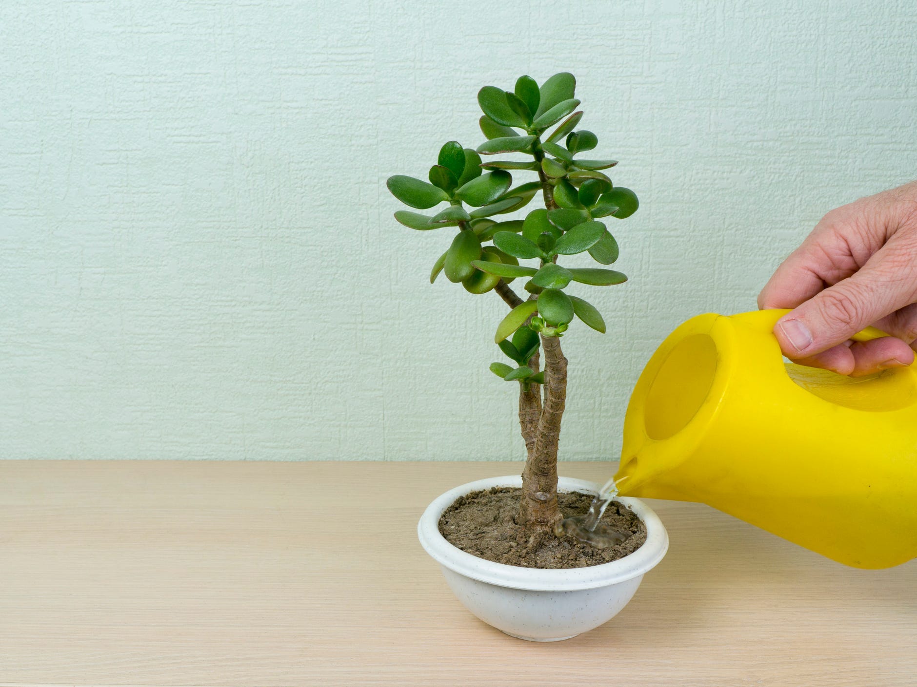 A hand using a yellow watering can to water a small jade plant