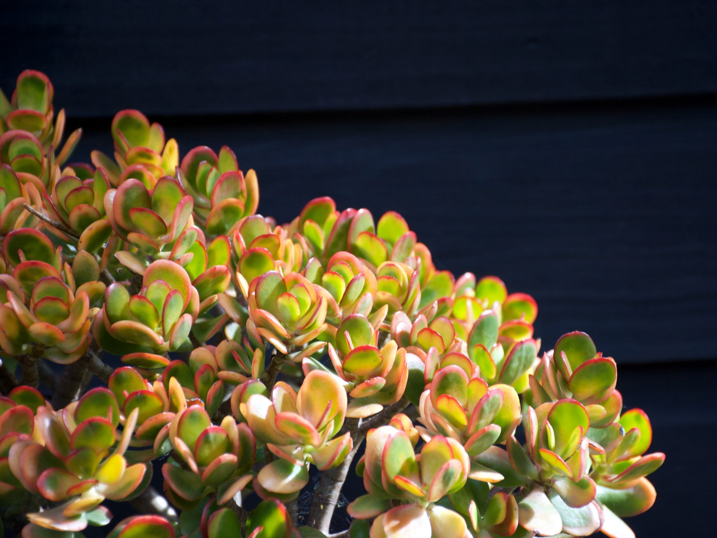 A closeup of a jade plant against a black background