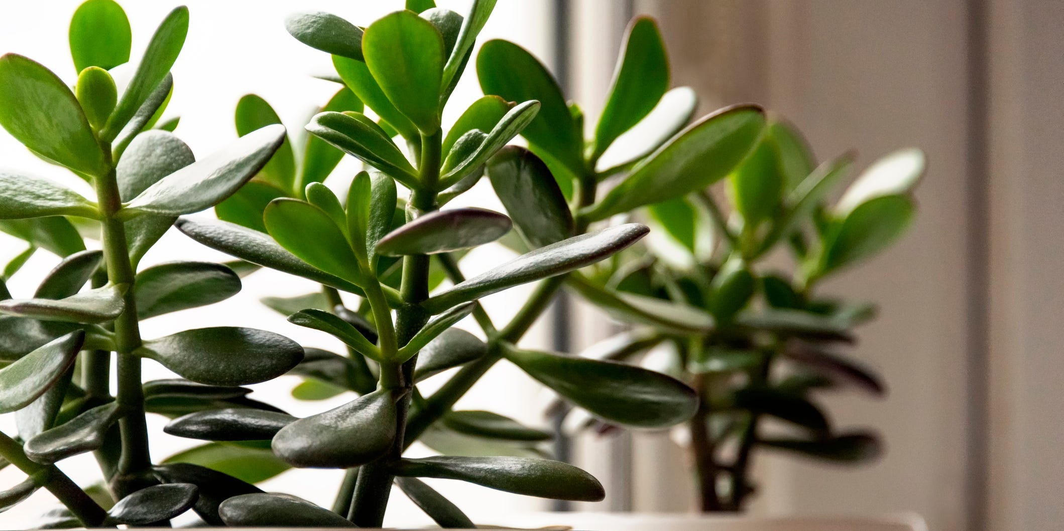 A closeup of two jade plants on a windowsill