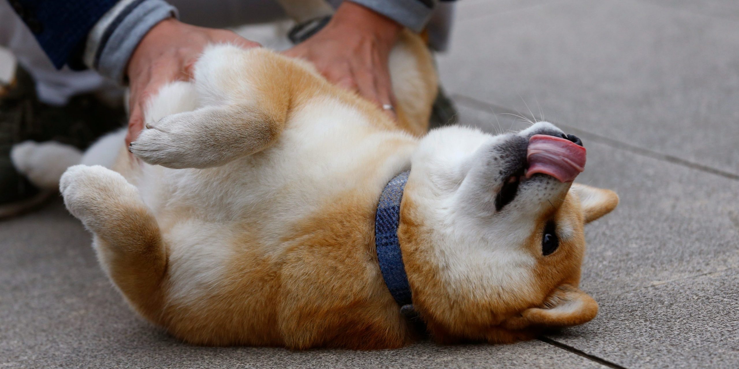 Shinjiro Ono strokes his Shiba Inu Maru at Ueno Park in Tokyo on Dec. 23, 2015.