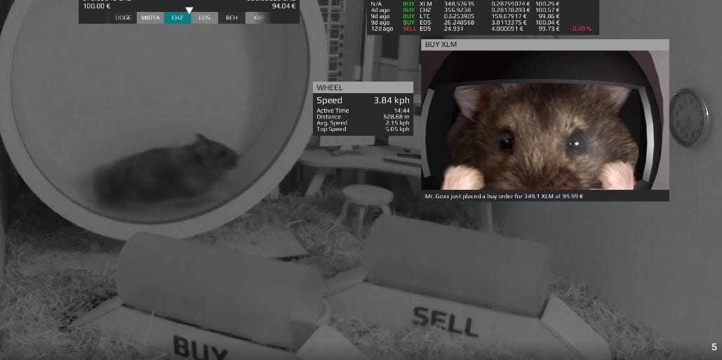 Mr. Goxx crypto trading hamster